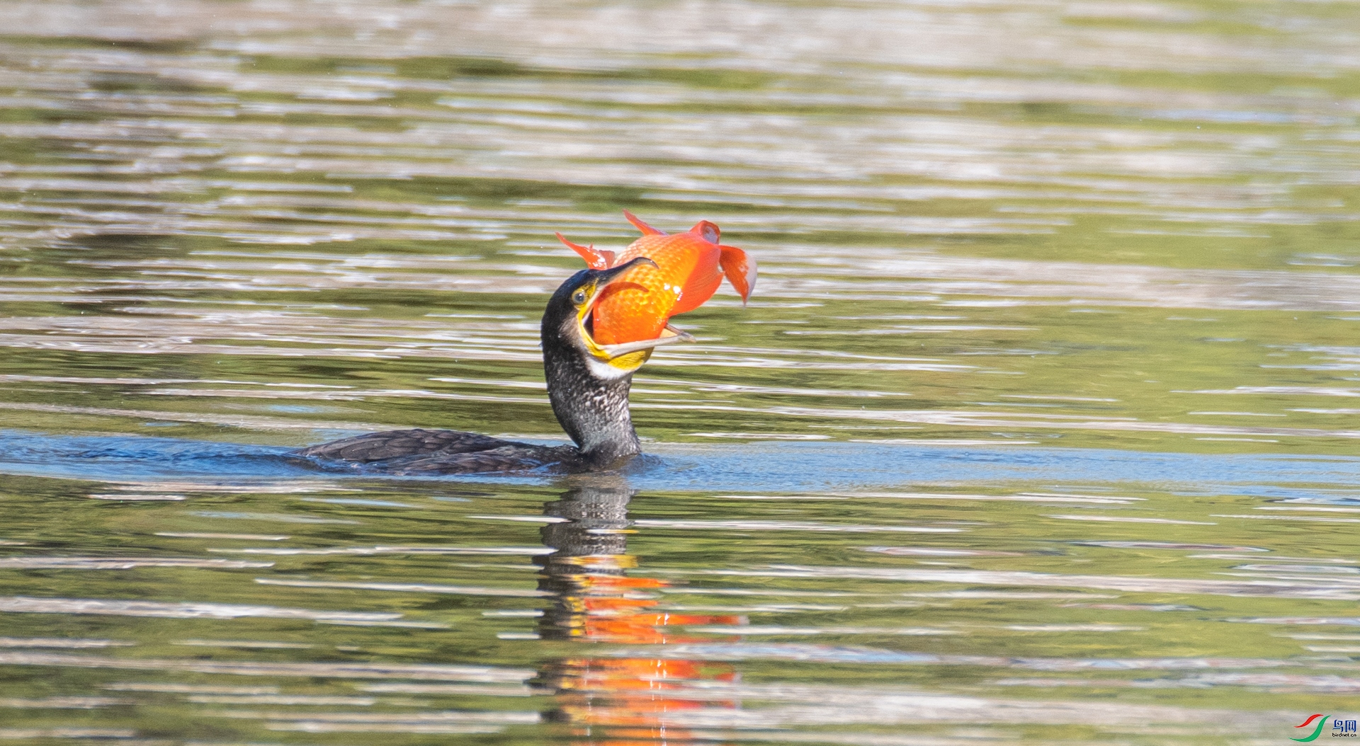 DSC_6005.jpg