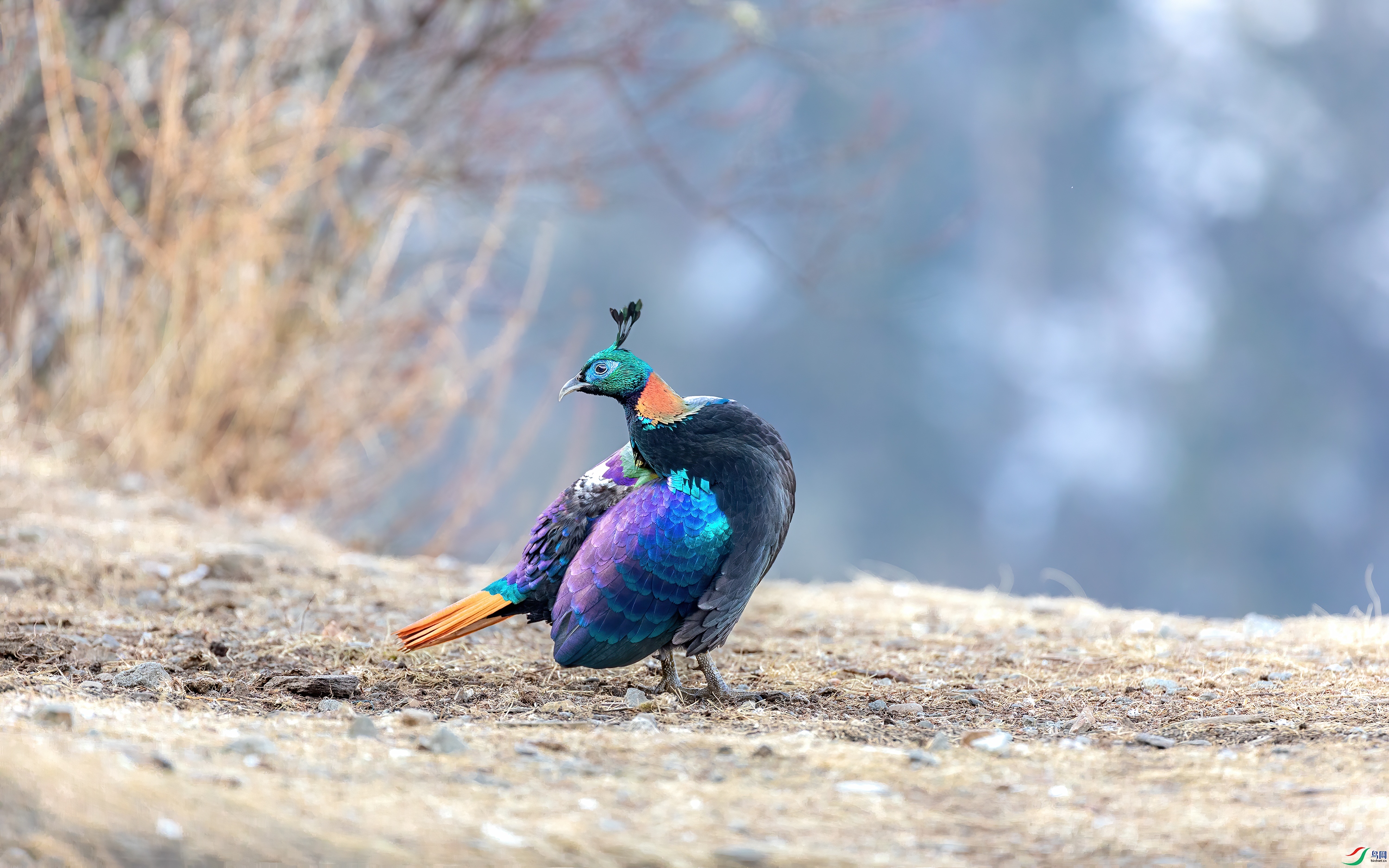 _S5A9153 ����.jpg