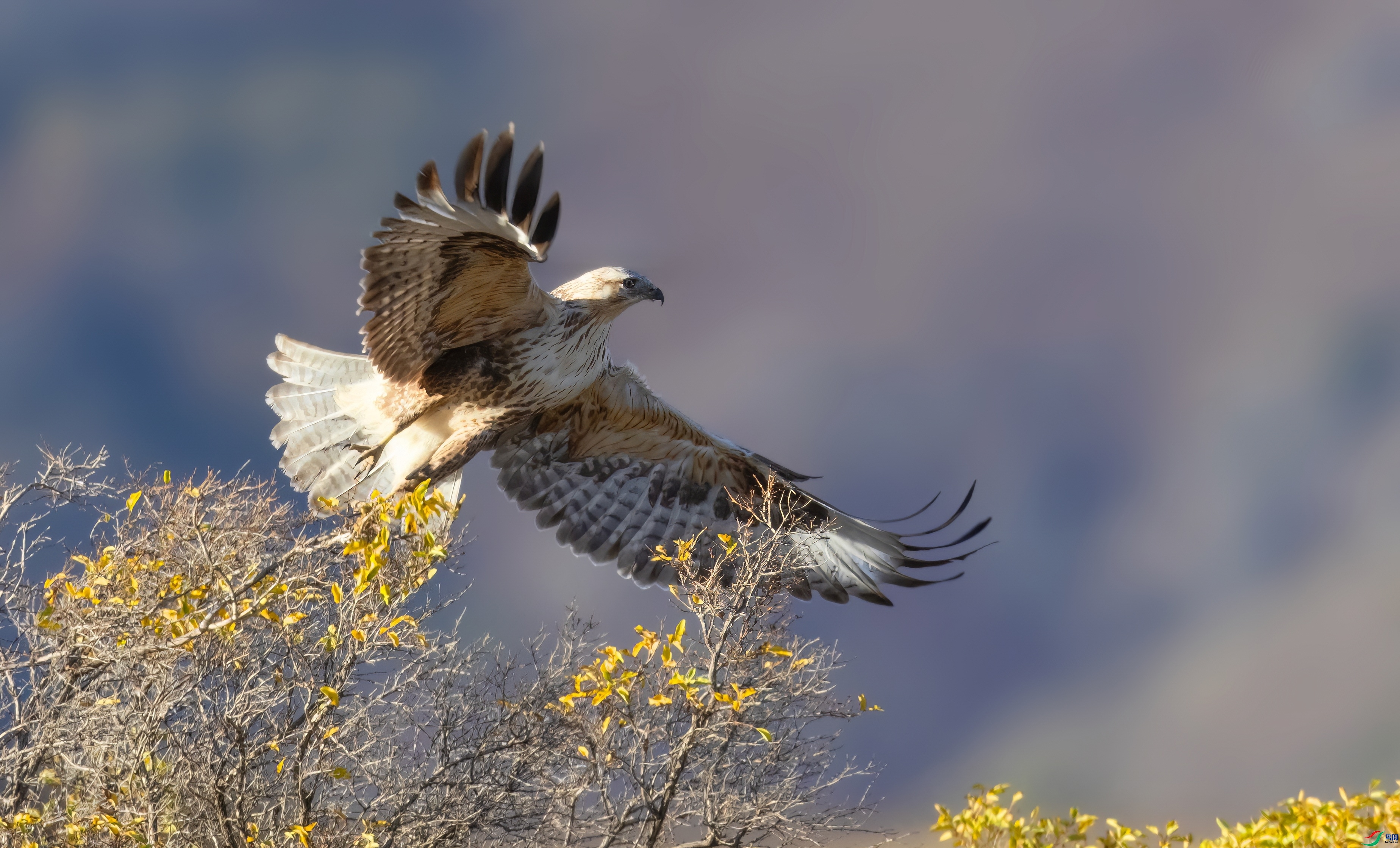 ÿ��һͼ ��β