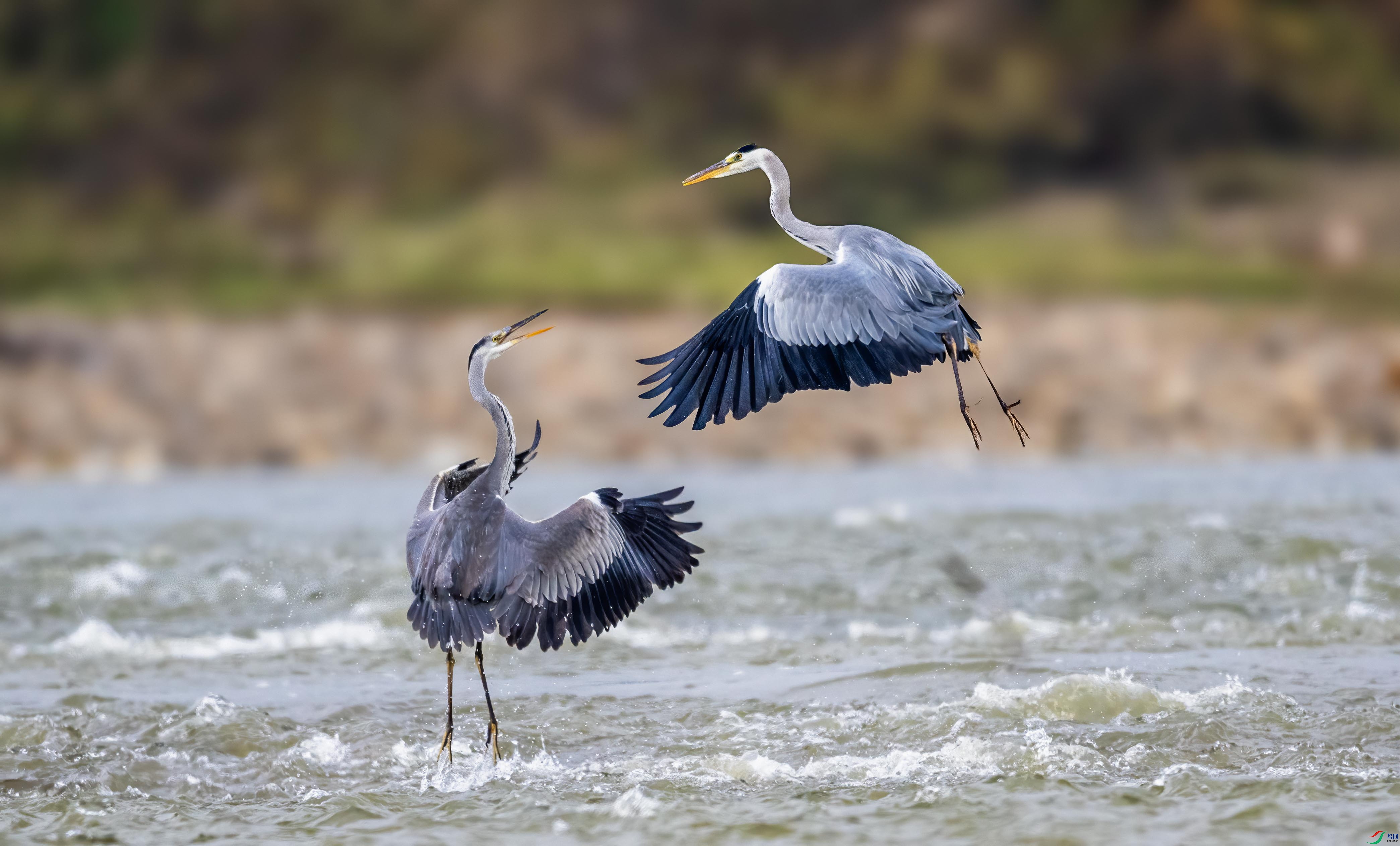 DSC_2232 ����.jpg