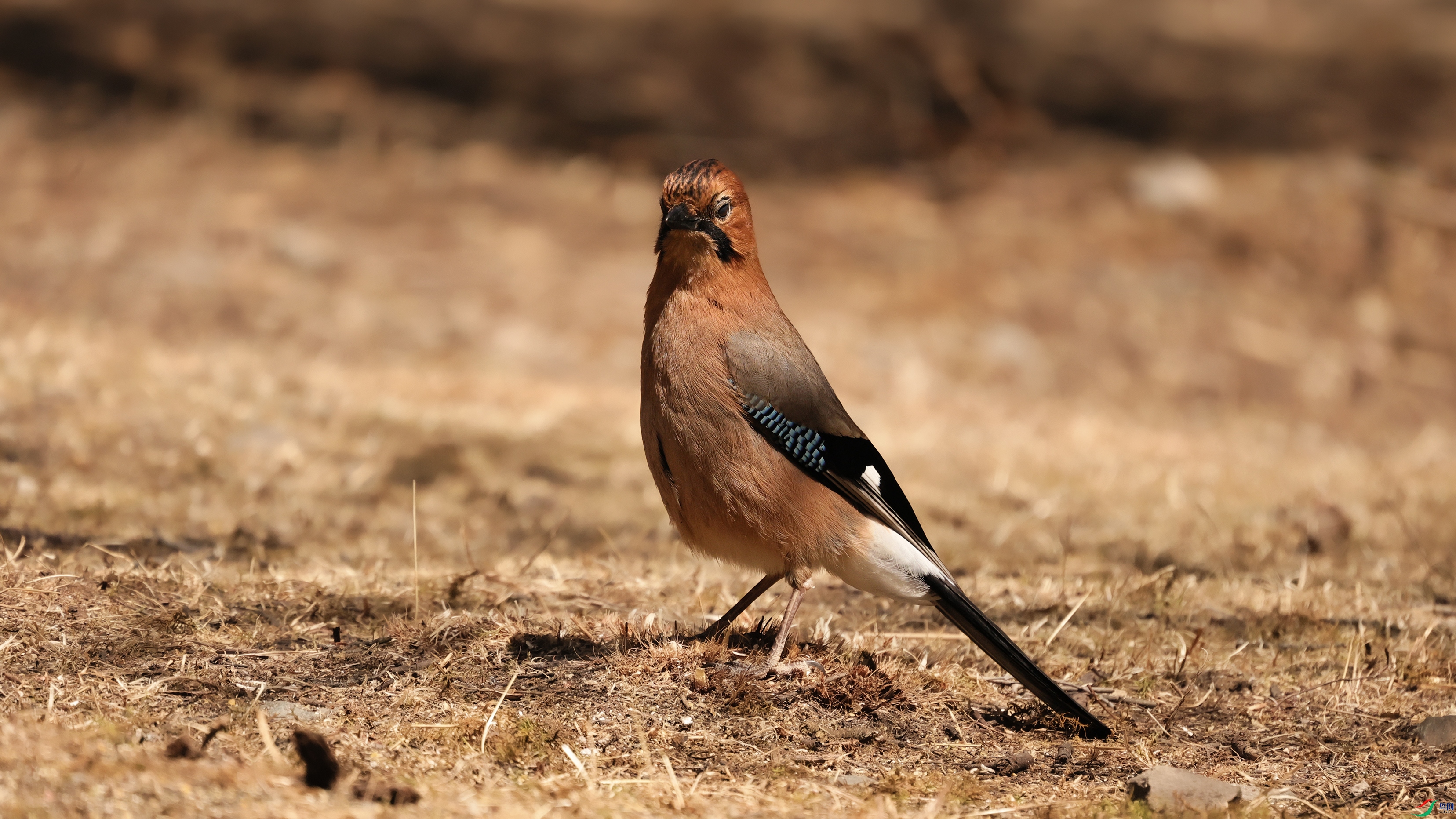 7X5A1805 ����0000.jpg