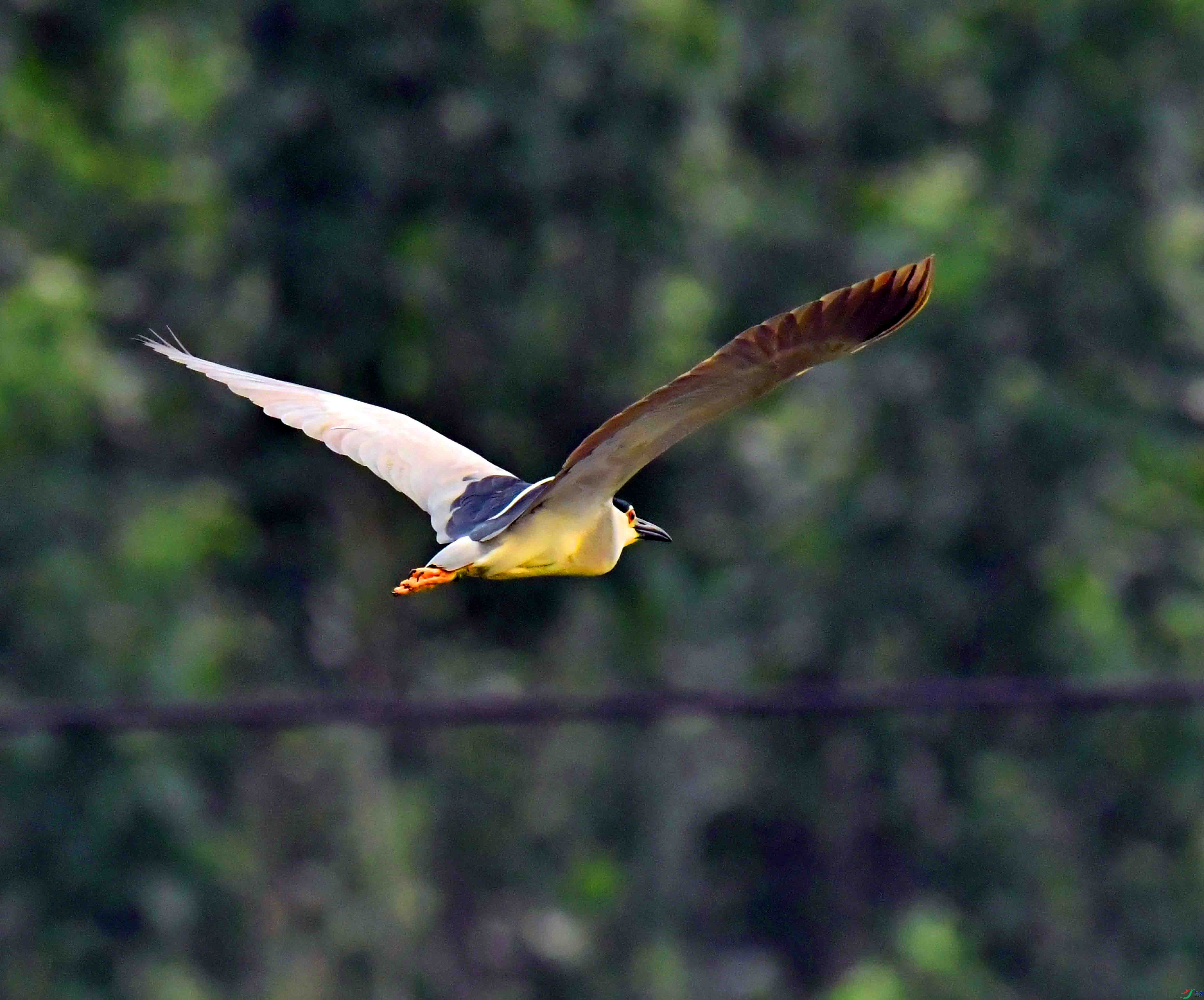 DSC_1097.JPG