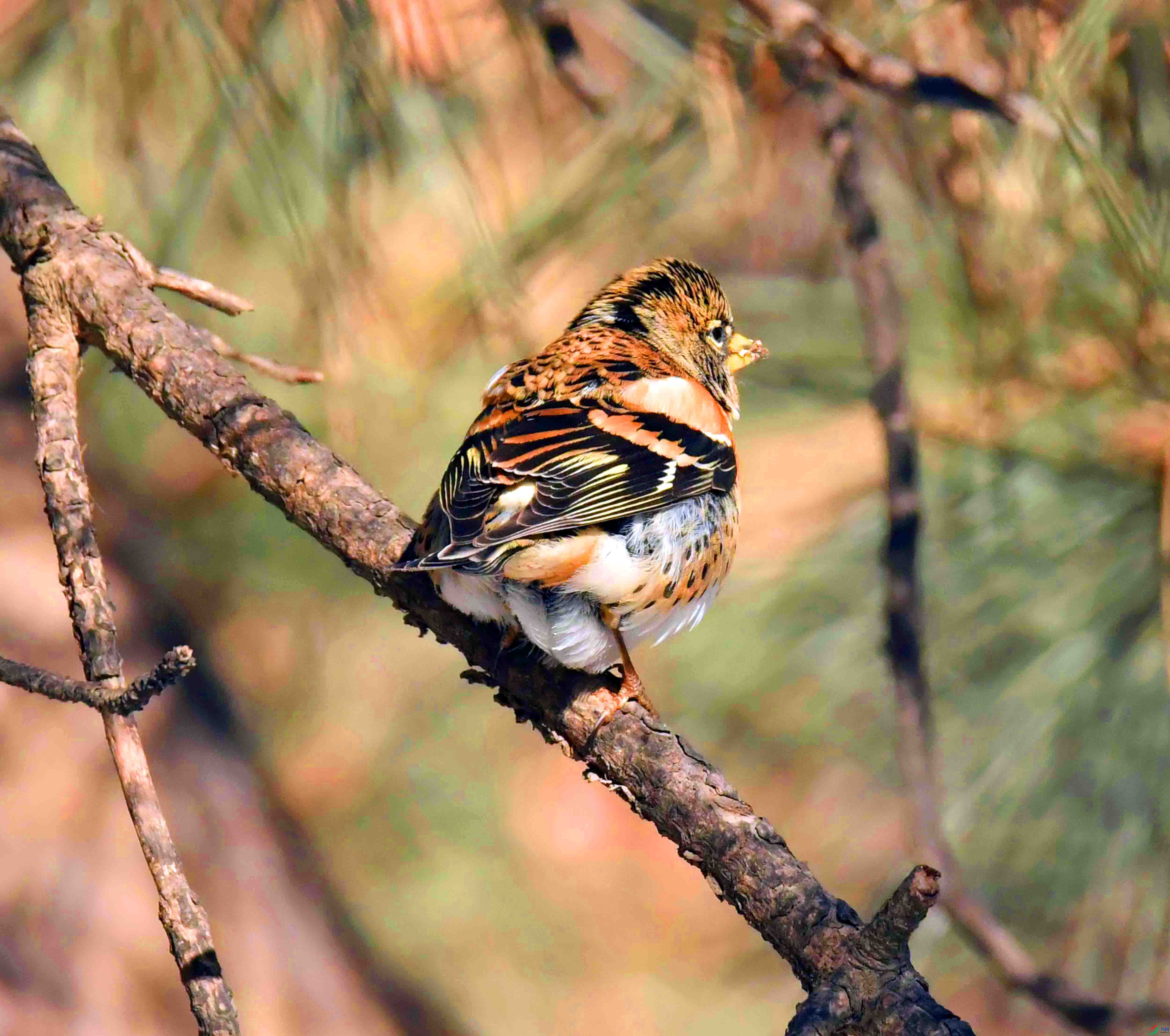 DSC_2664.JPG