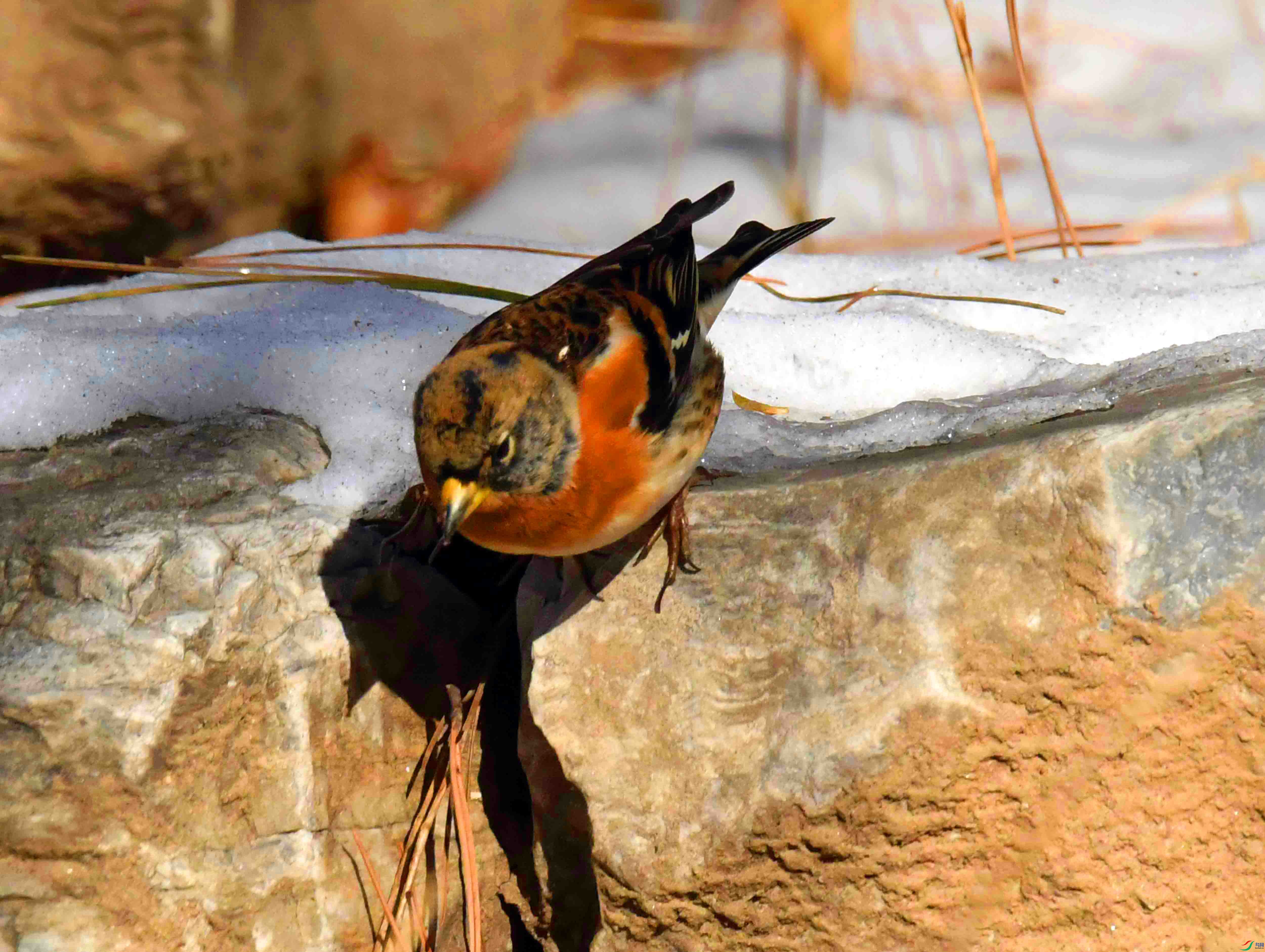 DSC_2670.JPG