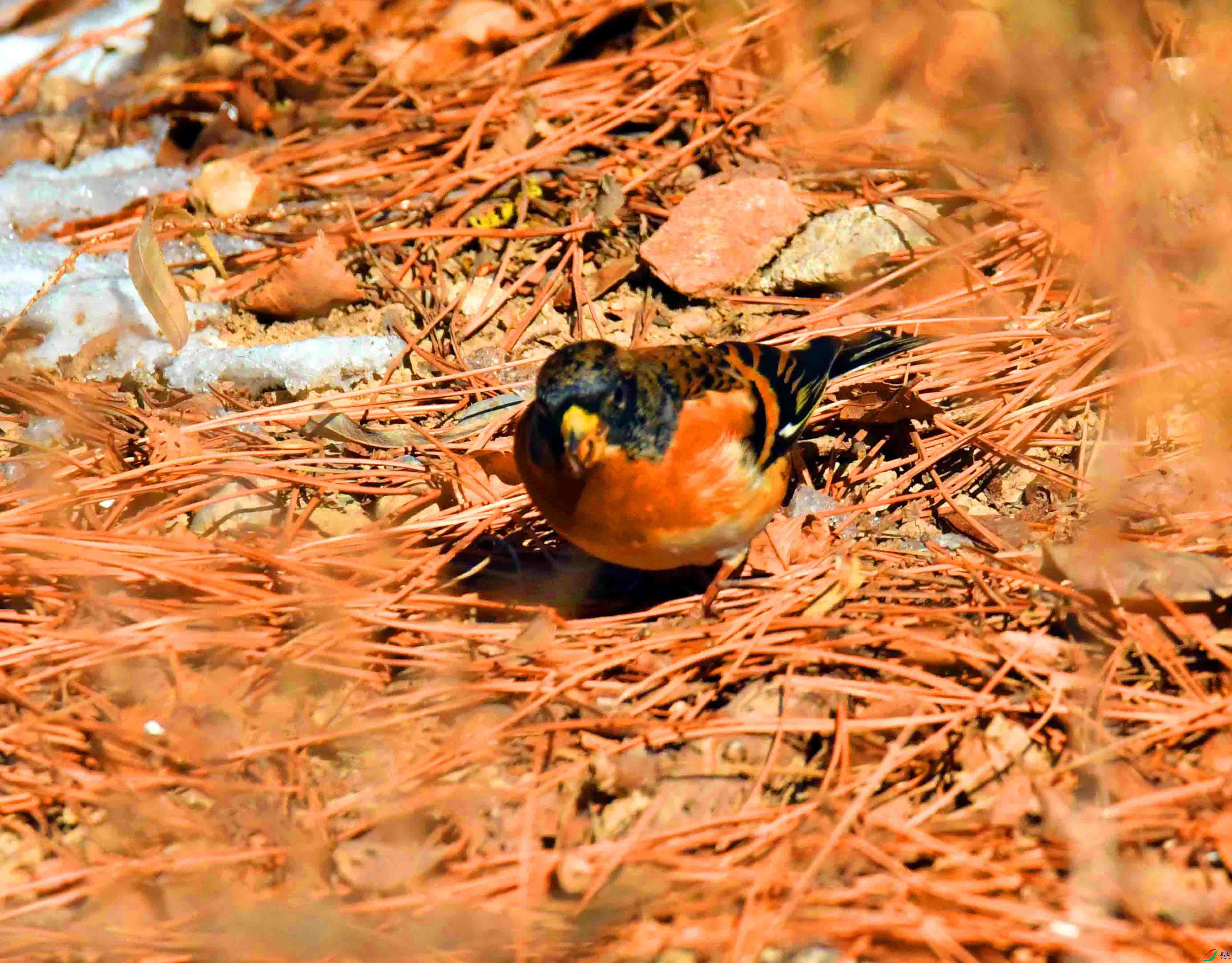 DSC_2672.JPG