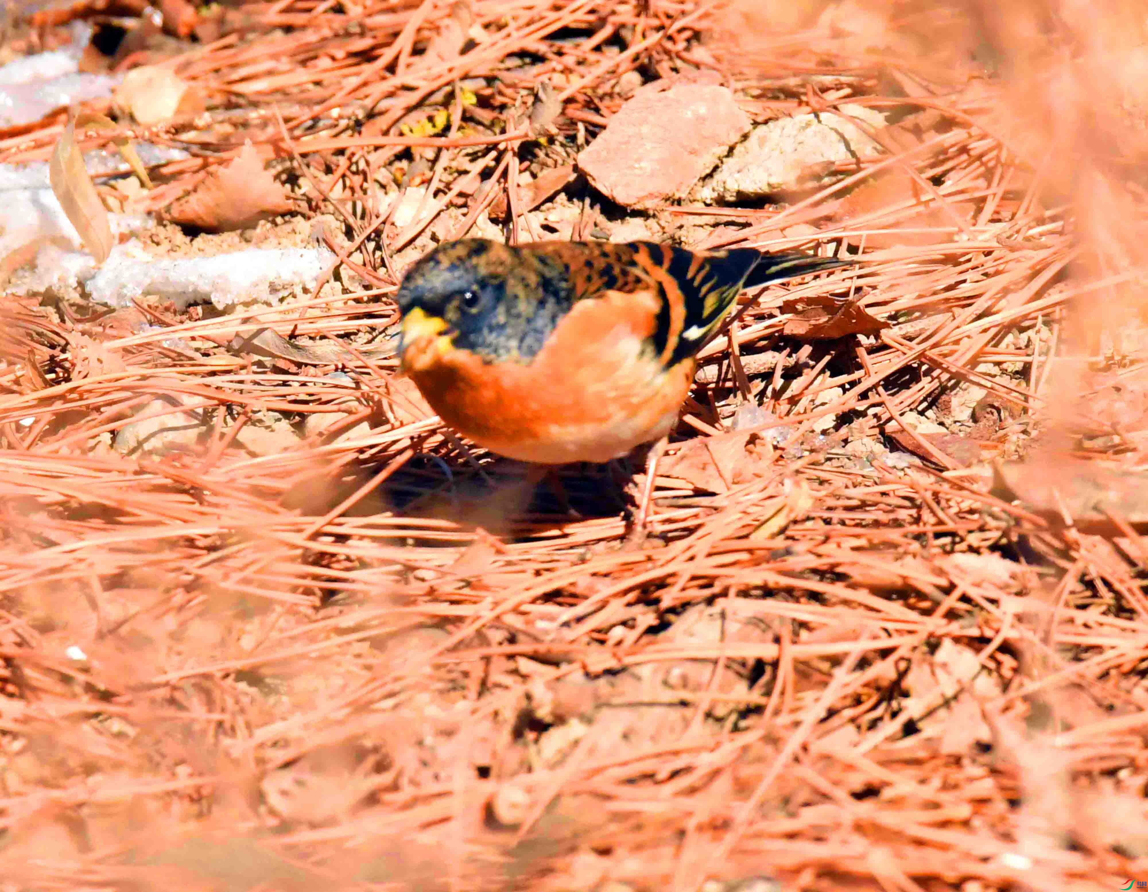 DSC_2673.JPG