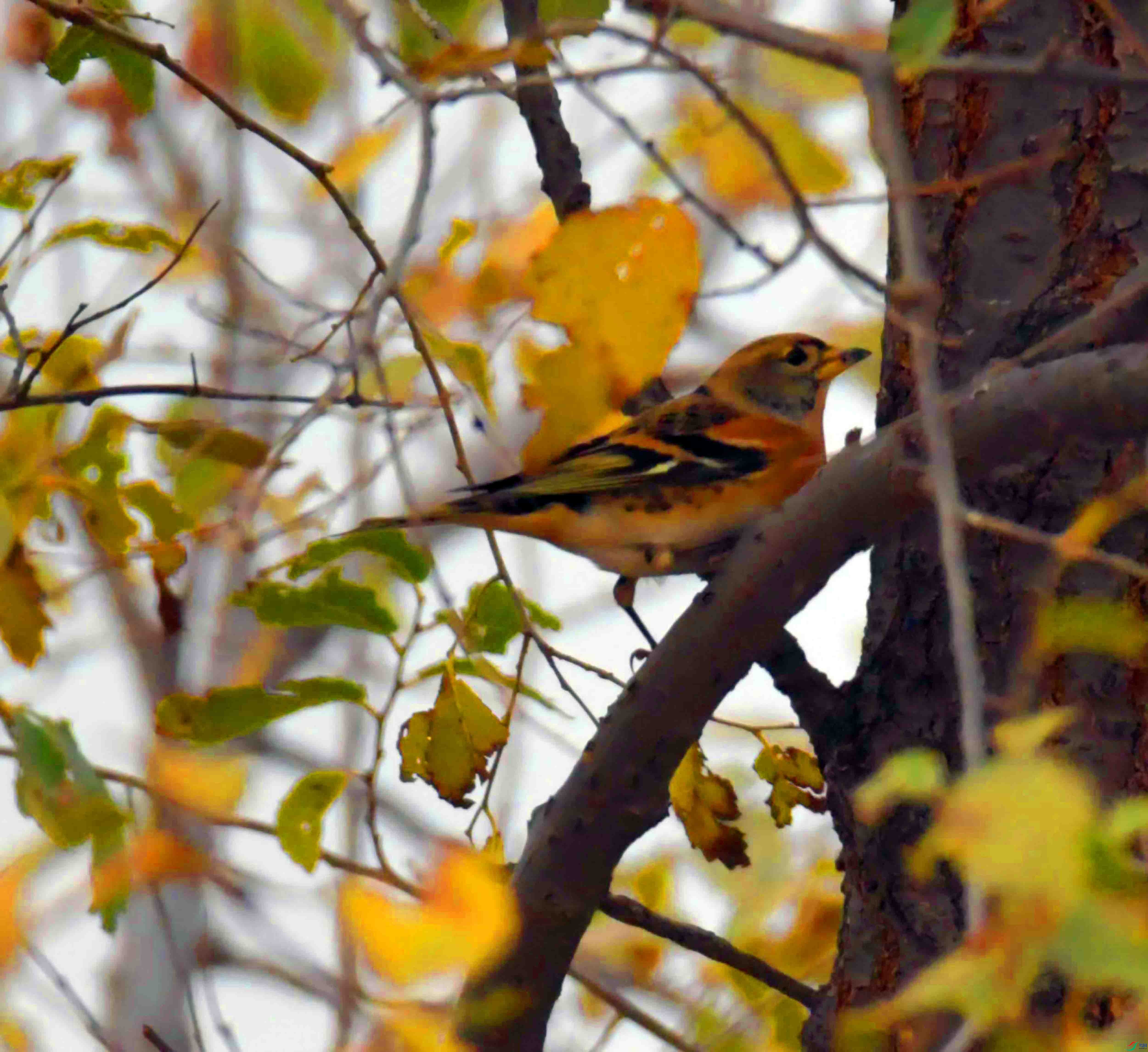 DSC_3529.JPG