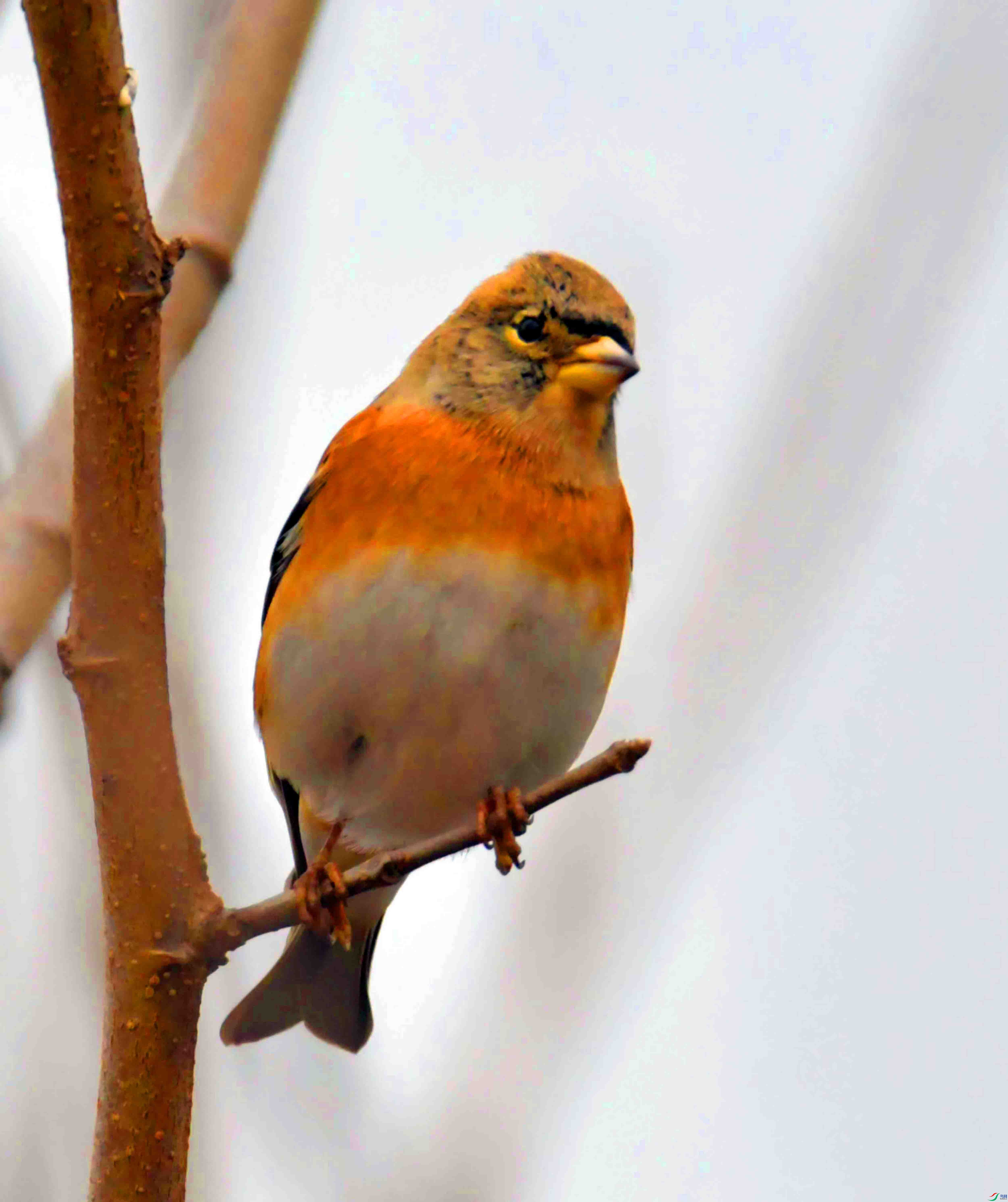 DSC_3451.JPG
