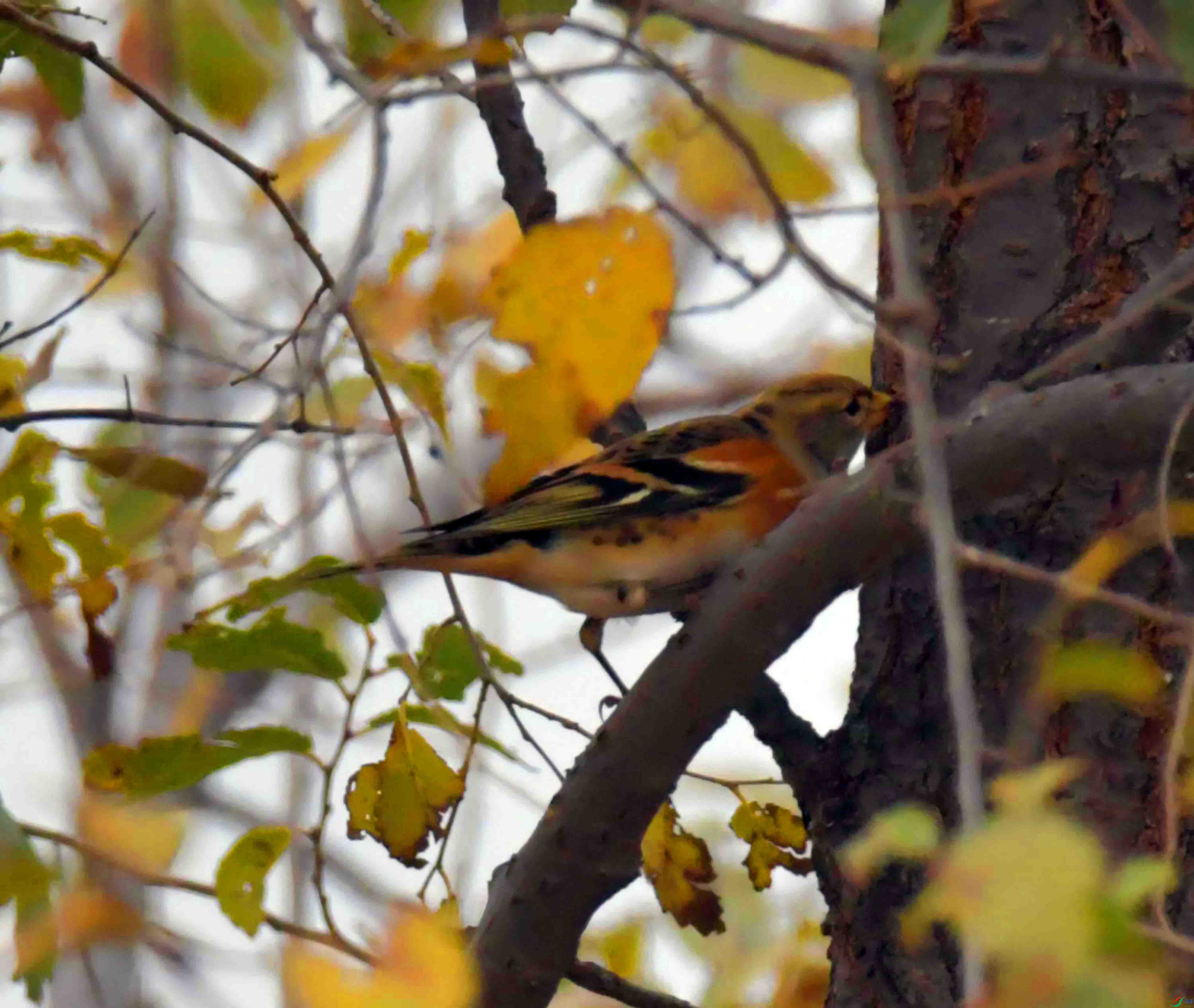 DSC_3531.JPG