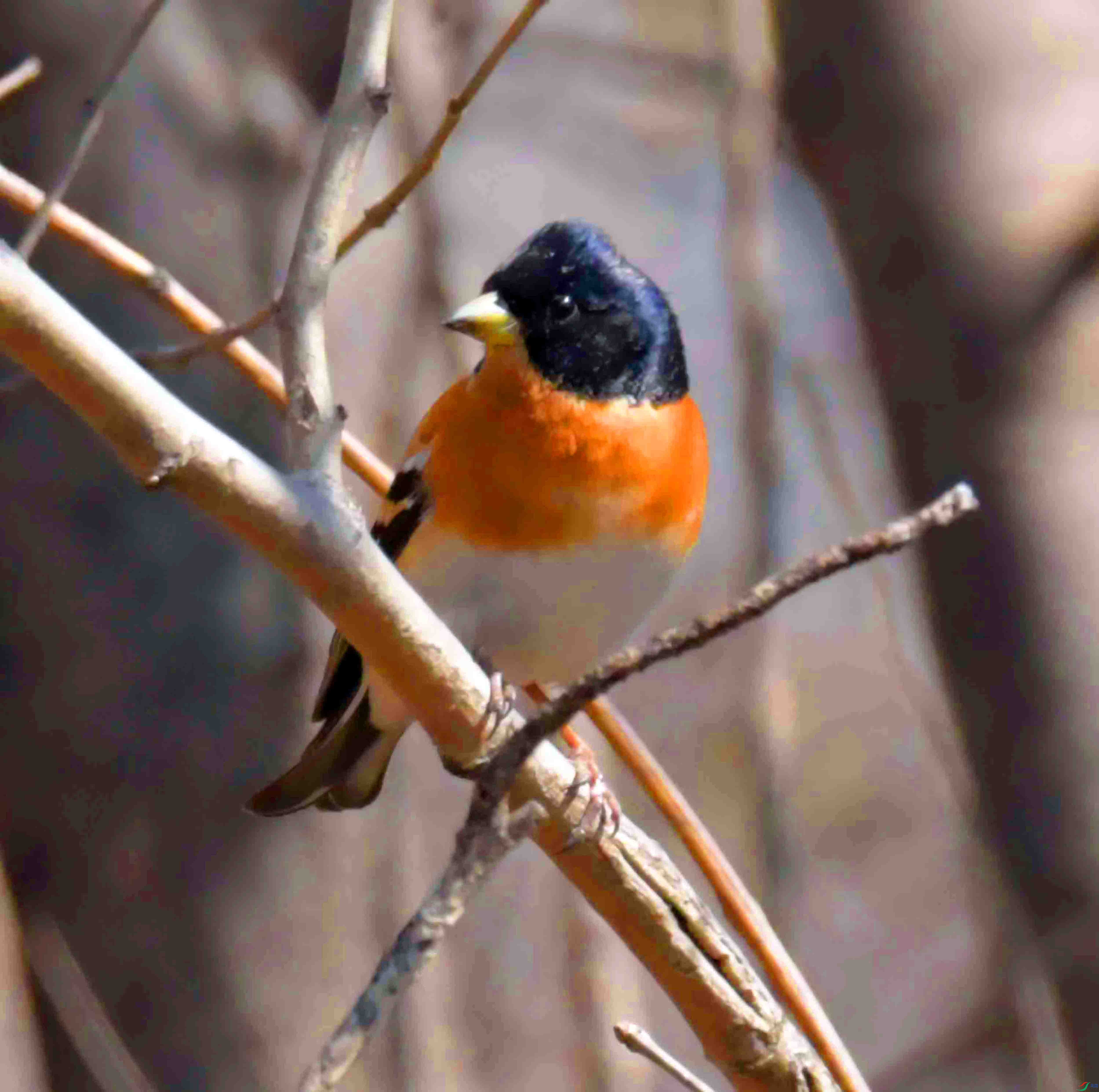 DSC_5103.JPG