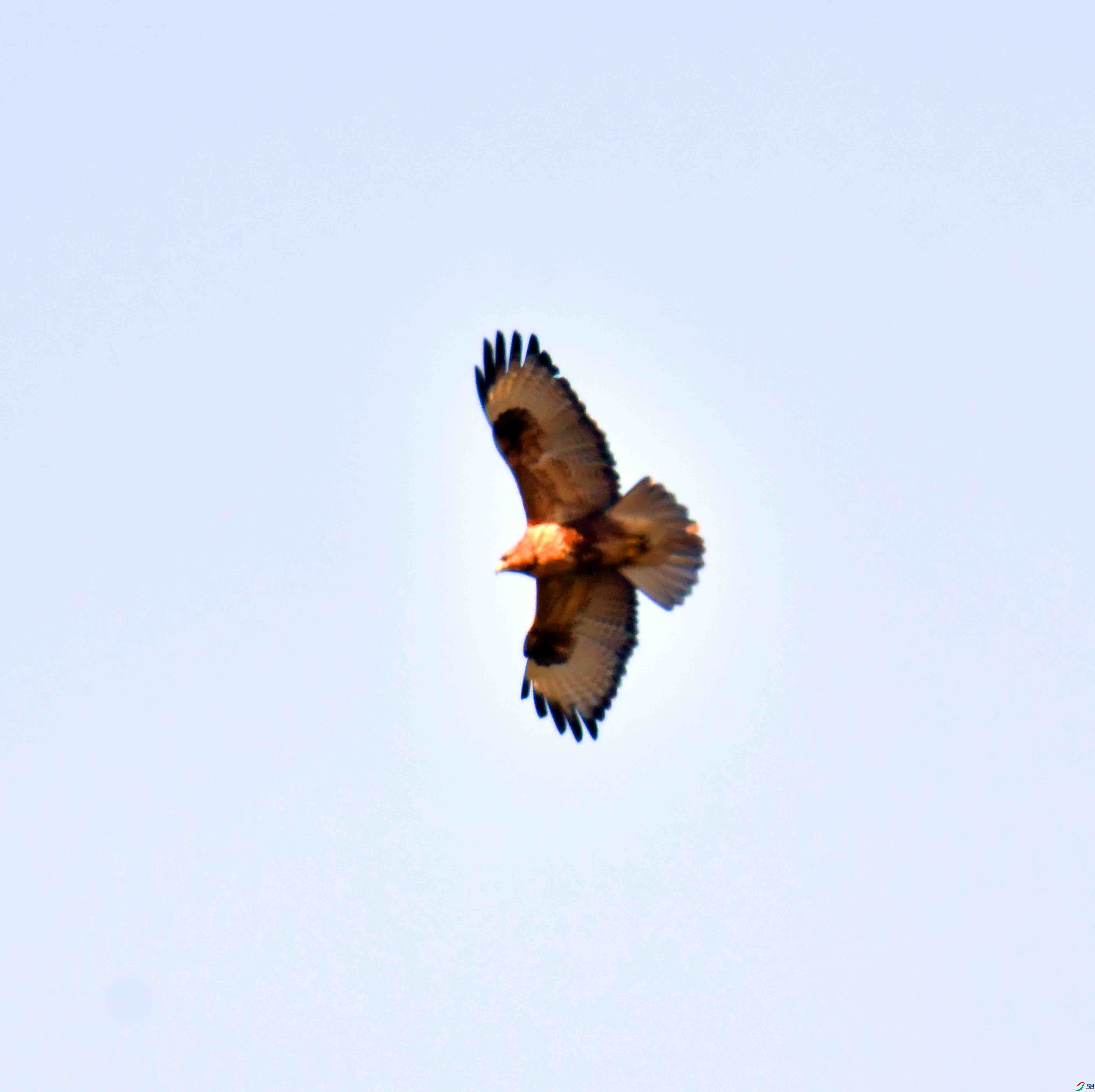 DSC_0311.JPG