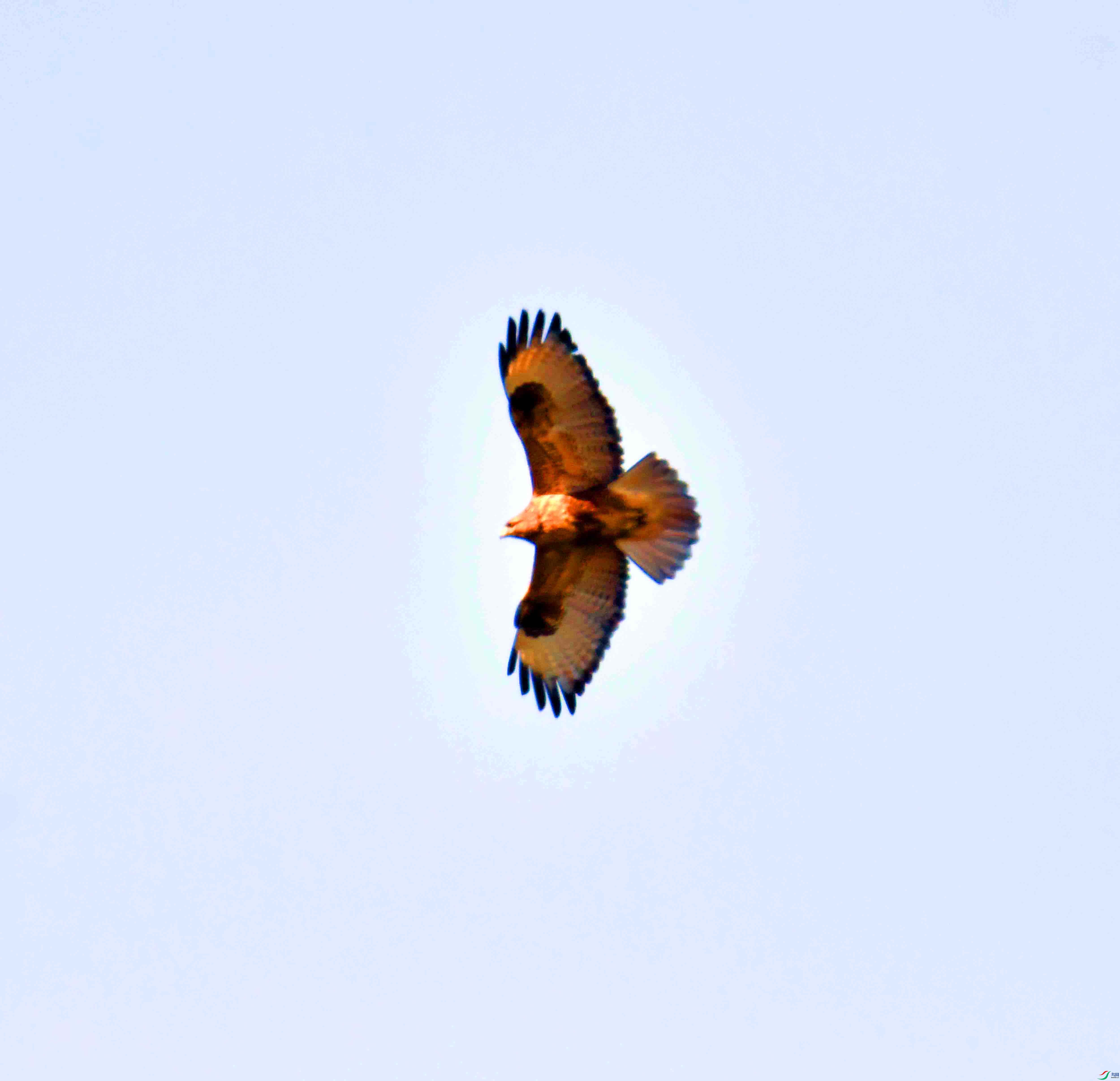 DSC_0310.JPG