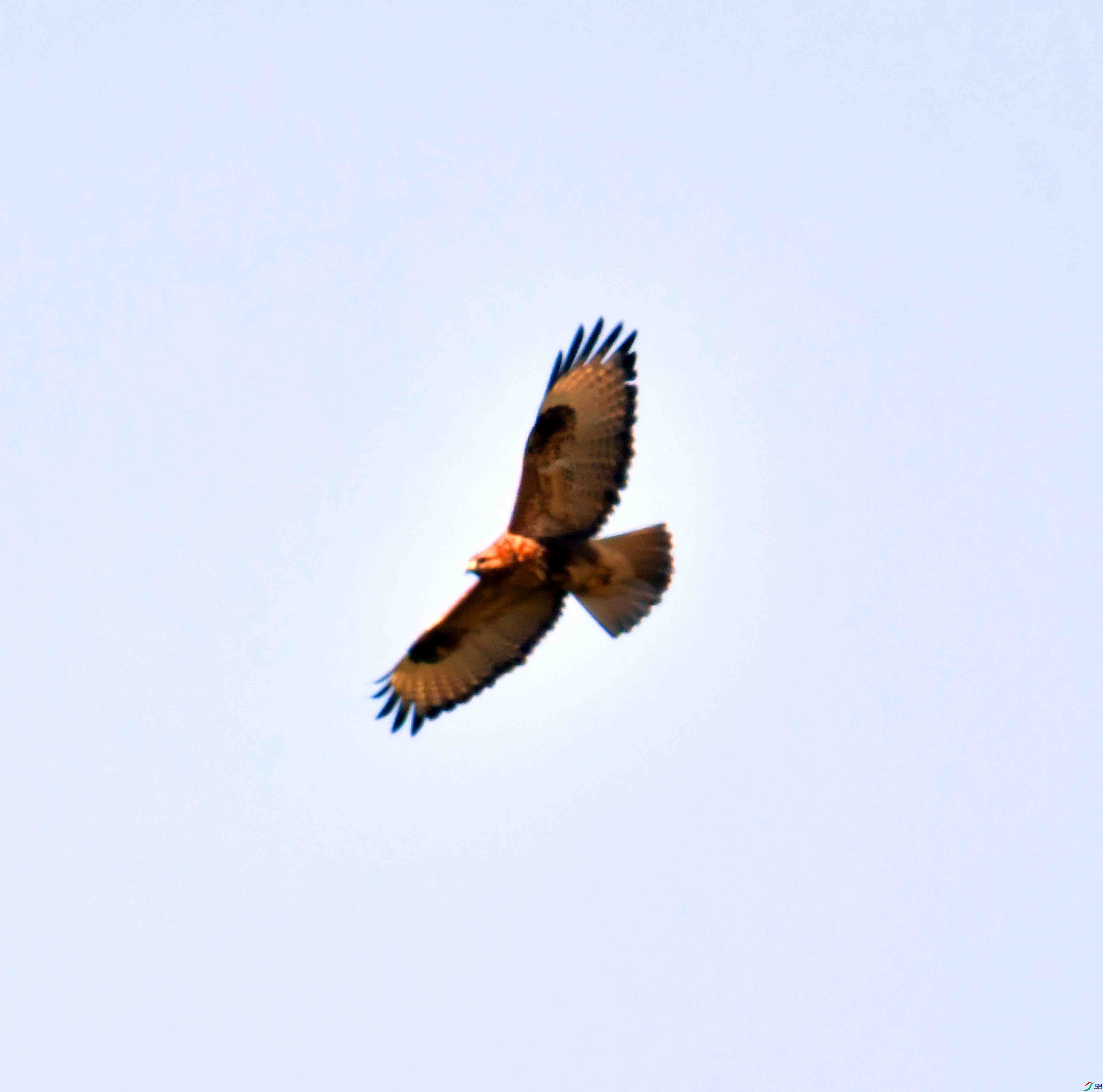 DSC_0323.JPG