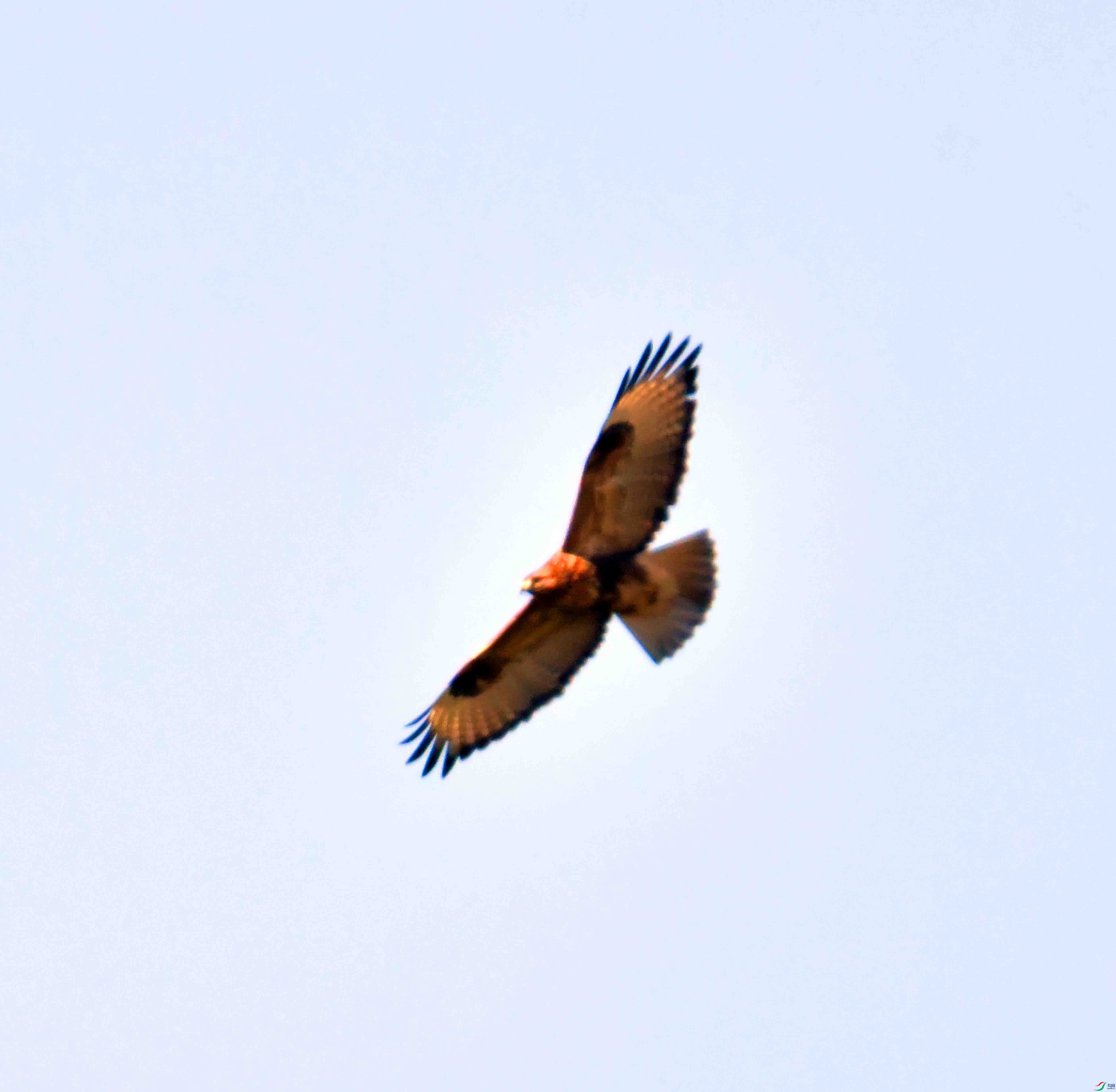 DSC_0322.JPG