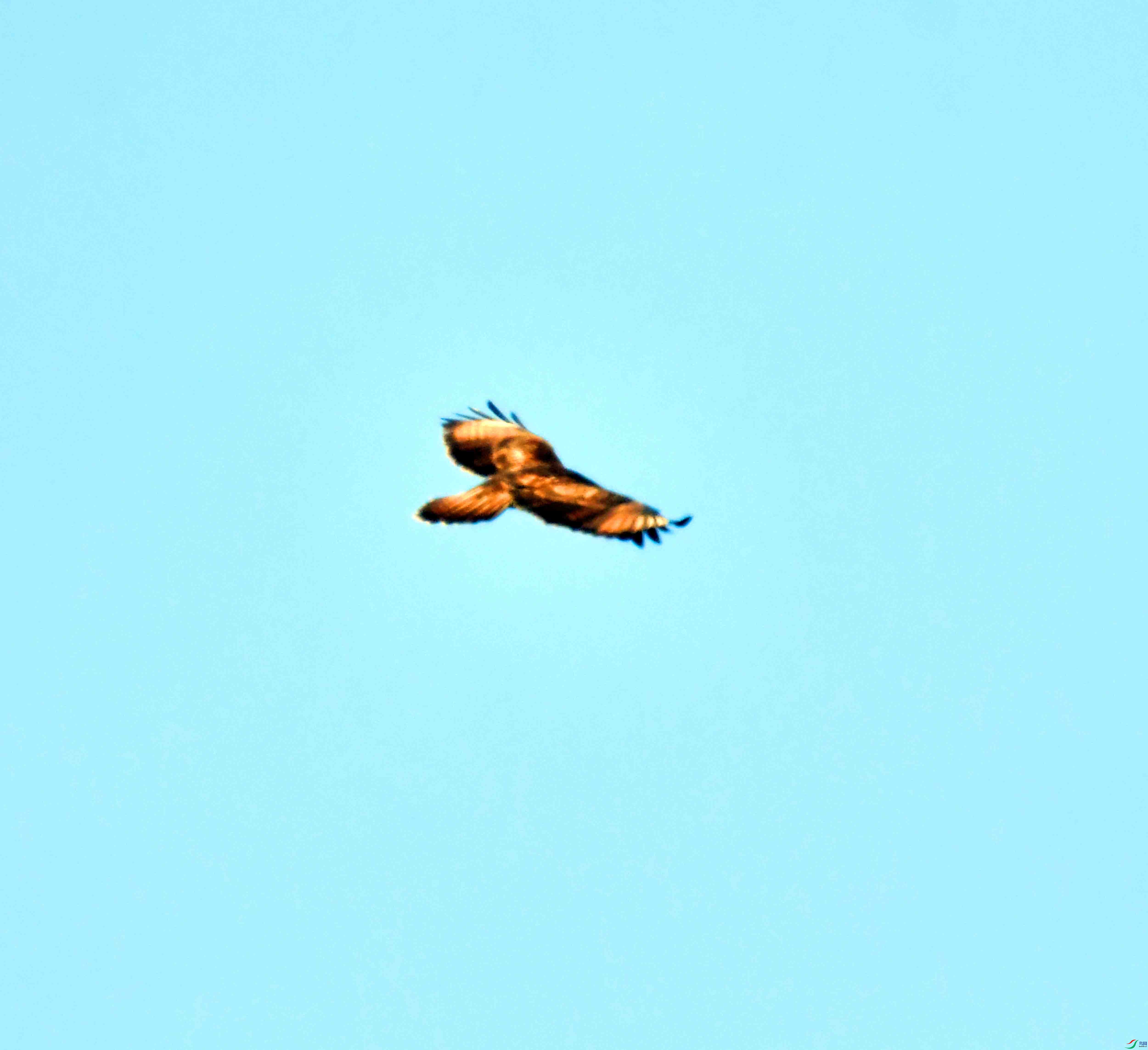 DSC_0332.JPG