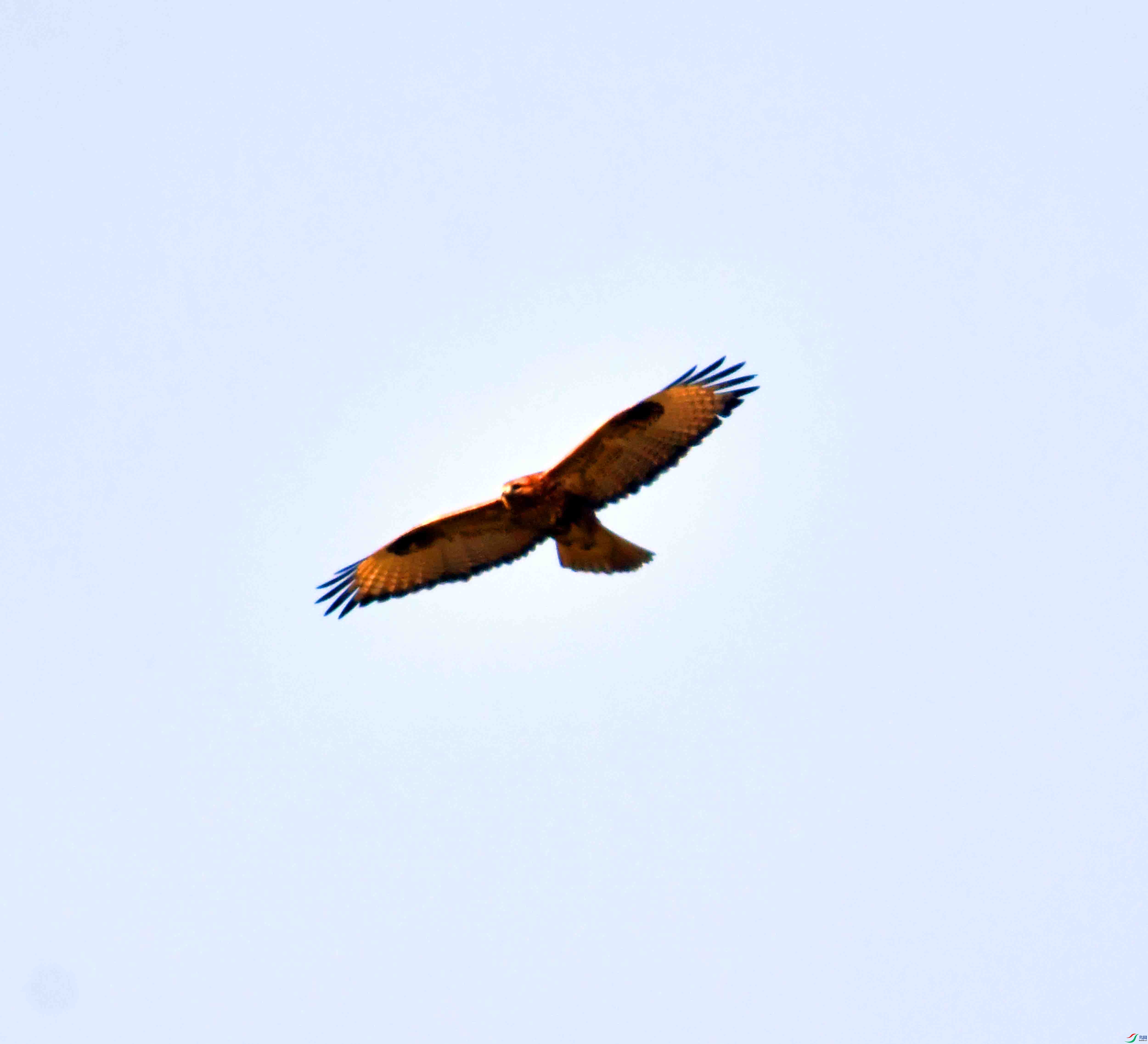 DSC_0334.JPG