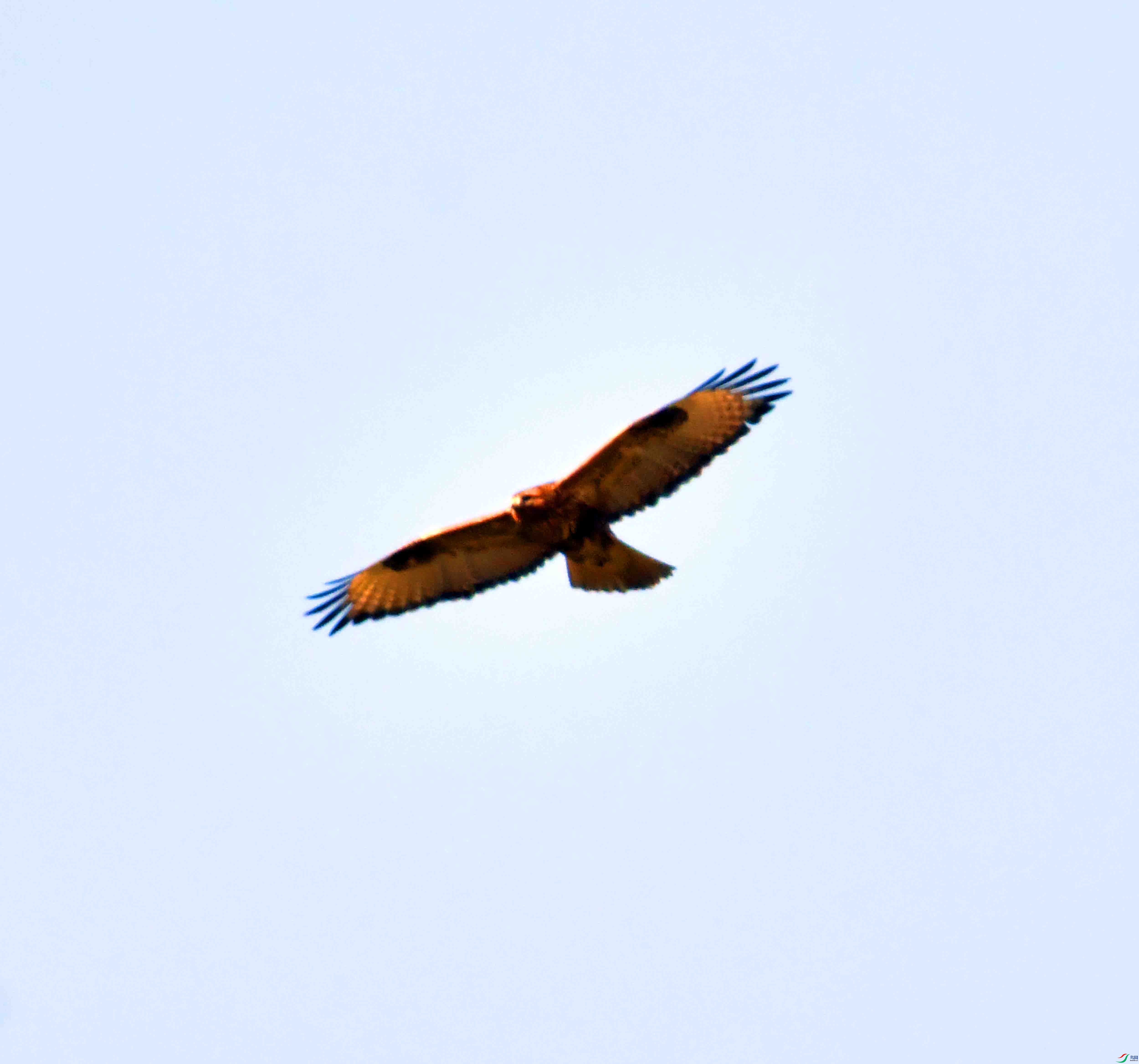 DSC_0333.JPG