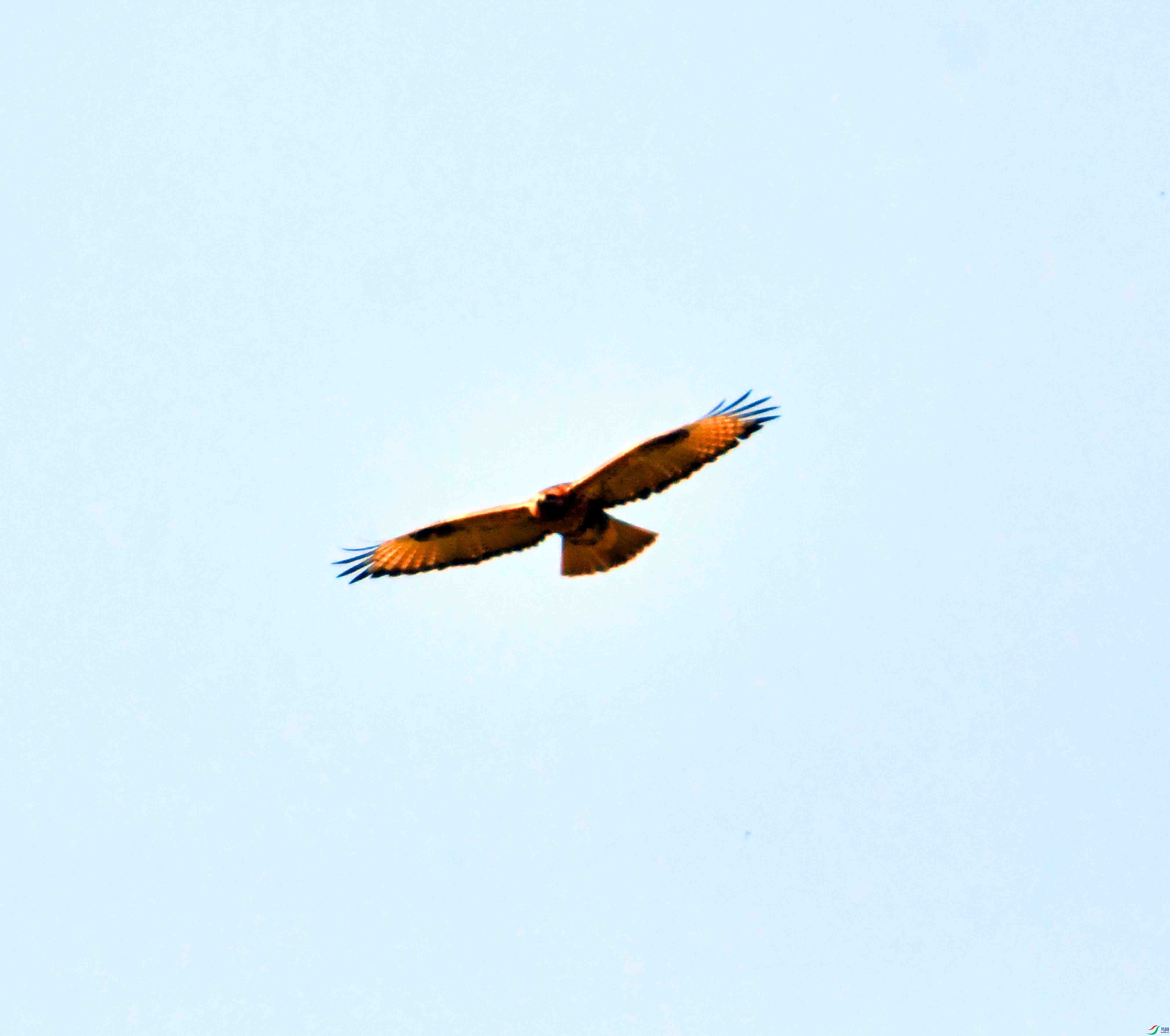 DSC_0350.JPG