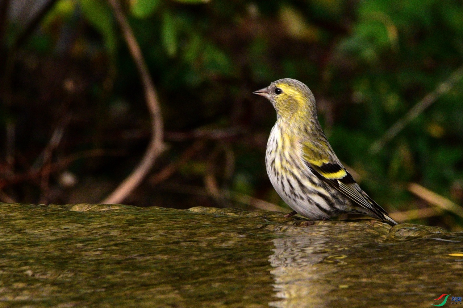 DSC_6209.JPG