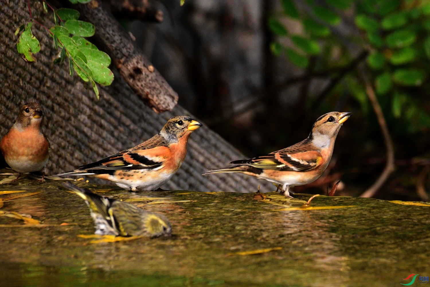 DSC_6432.JPG