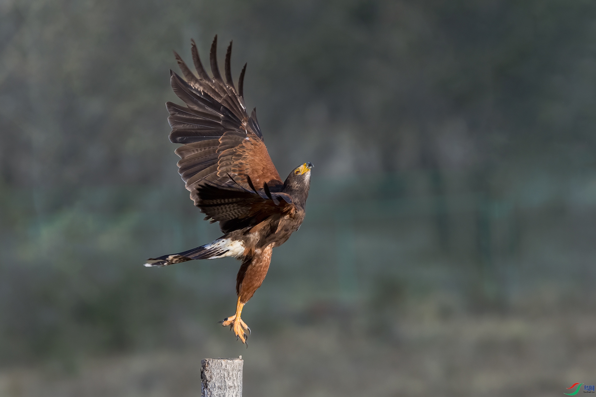 ����ӥ----�����ڷ�չ����