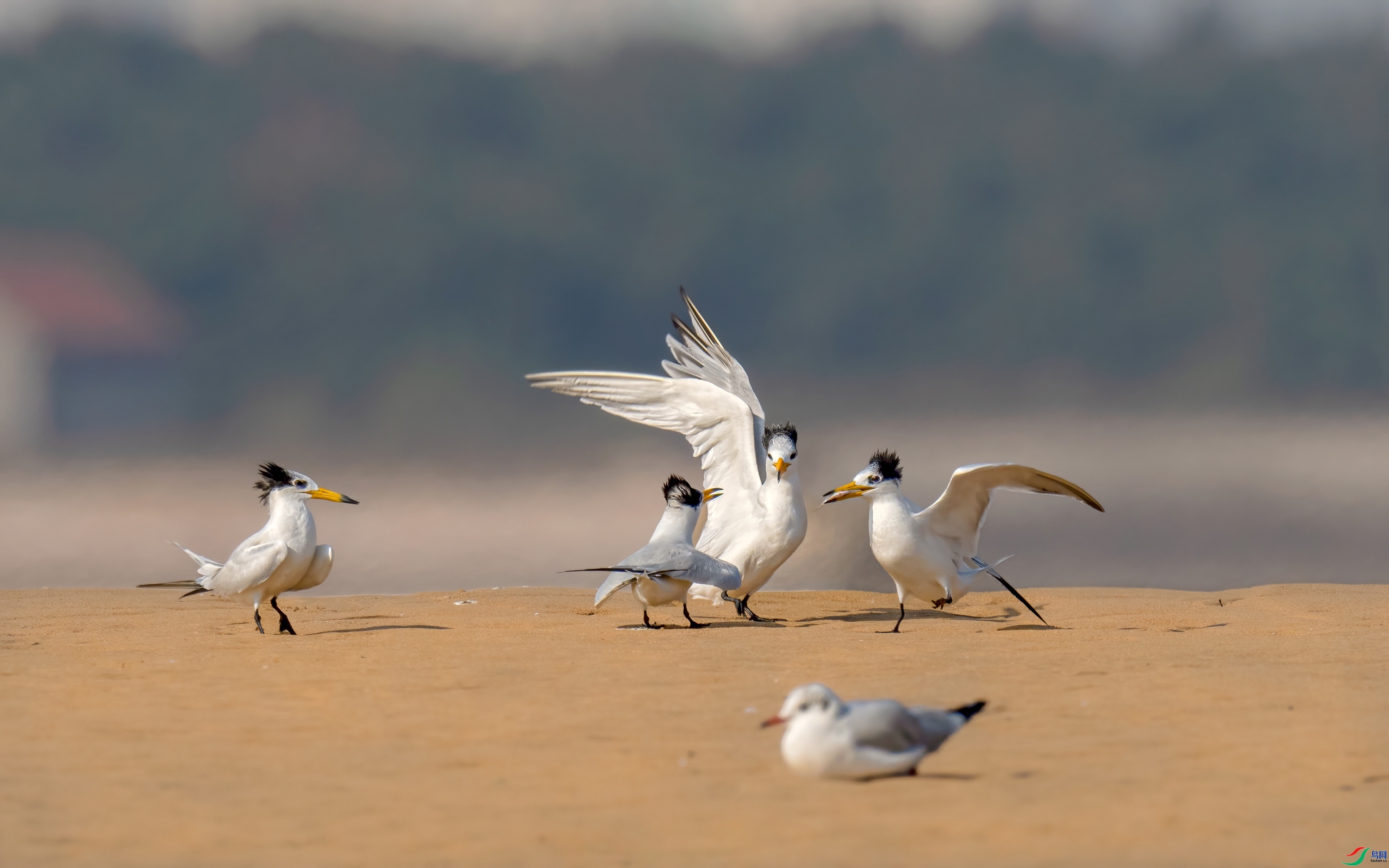 �л���ͷ��Ÿ ���� ���� ��һ.jpg