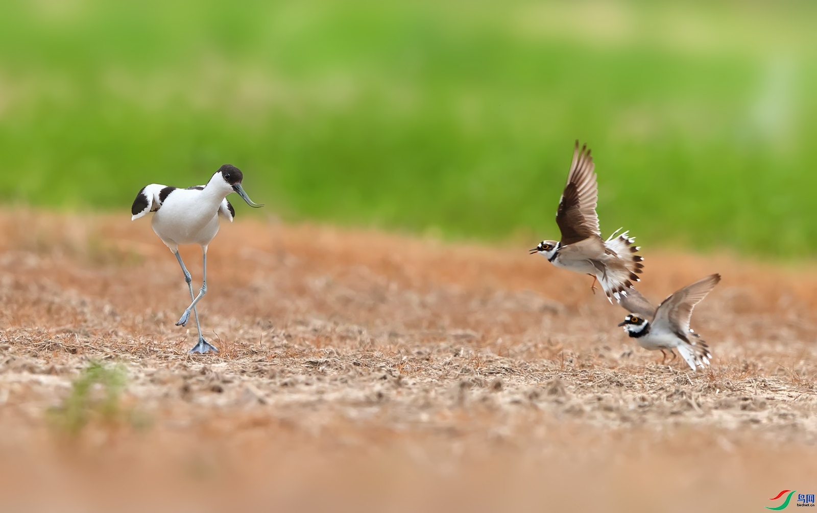 ��С������ ���� ��Ұ ����.jpg