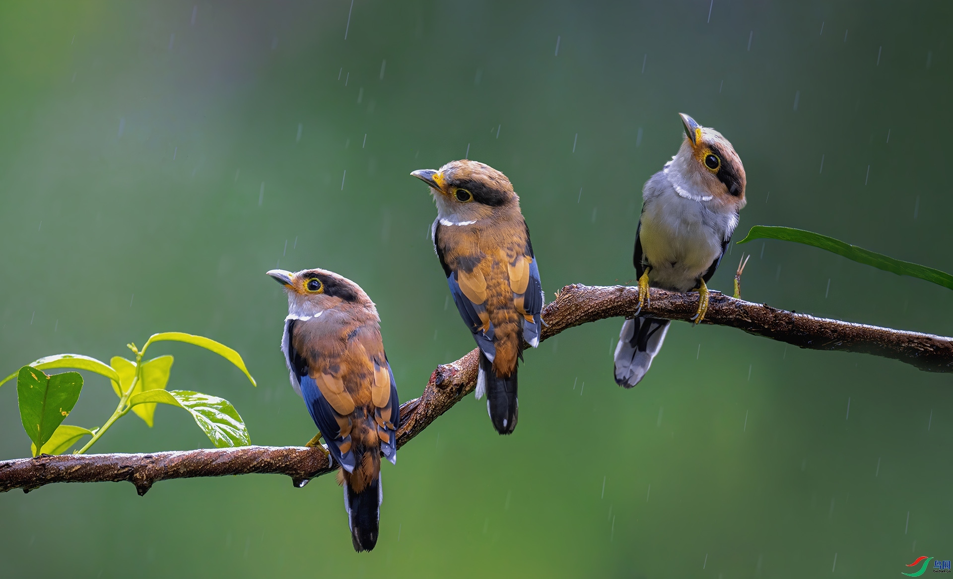 ������ ���� �������� ����.jpg