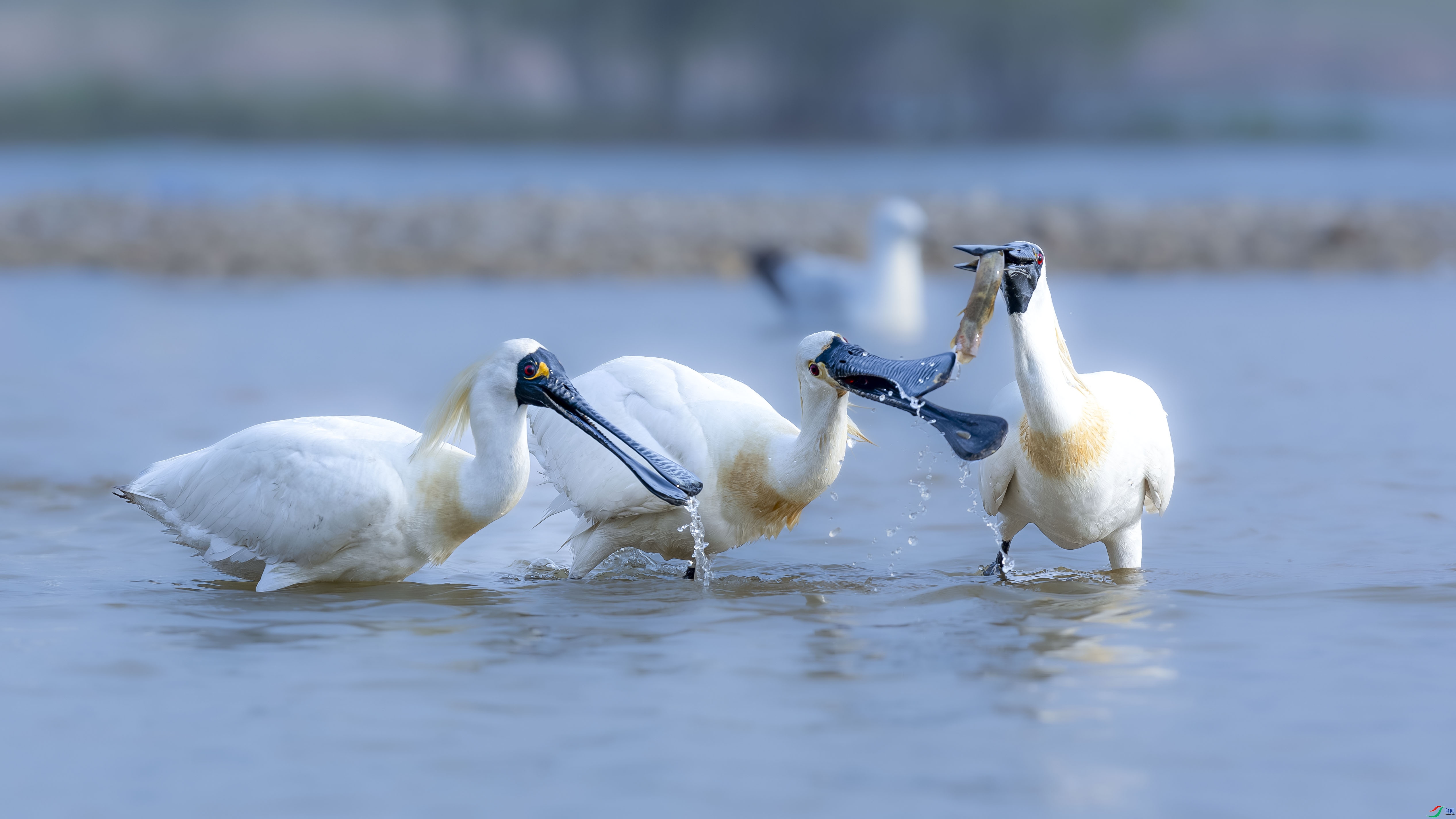 û����  ���� ɳ���Խ� ����.jpg