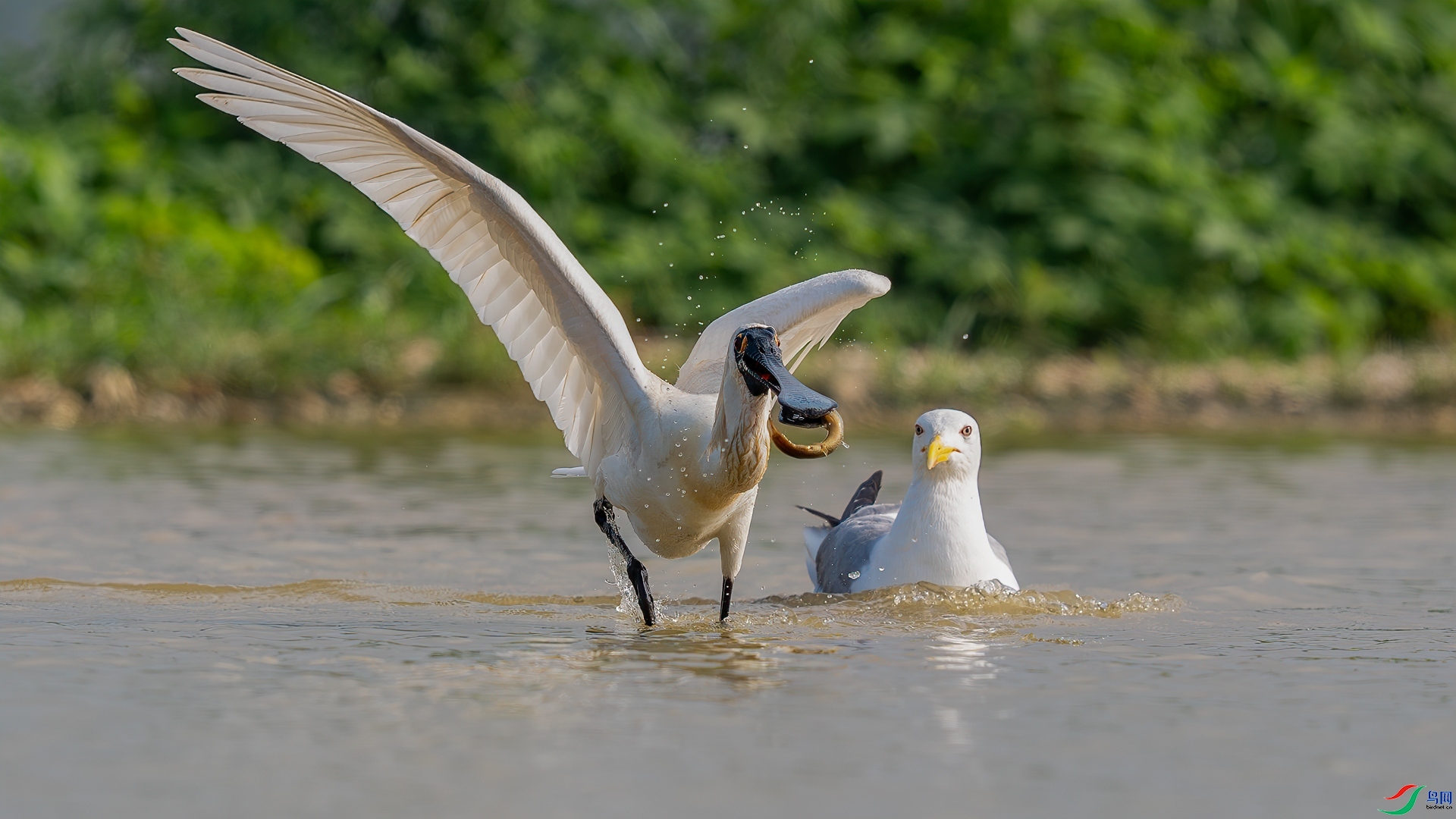 ��Ϊ��  ���� �������� ����.jpg