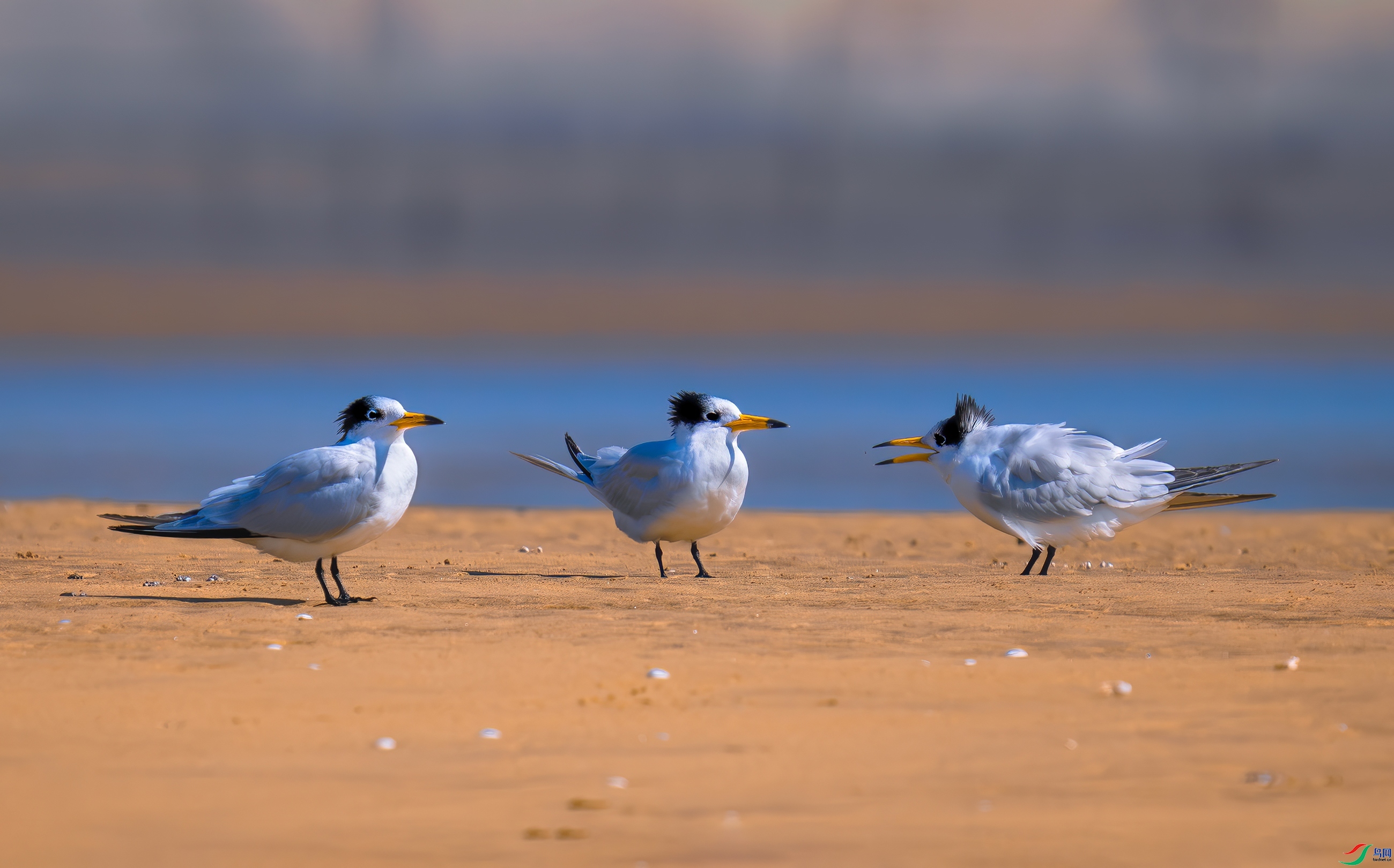 ����Ҫ�Ե�  ���� 춼ͷ� ����.jpg