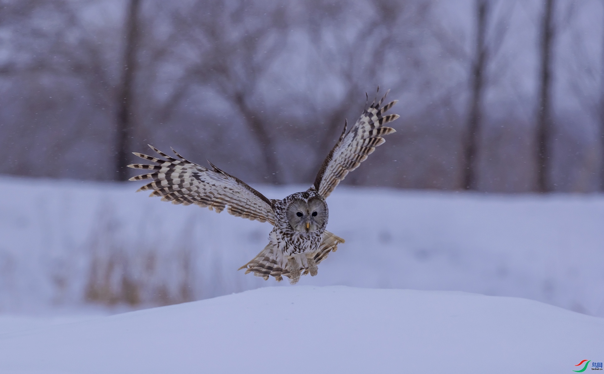 ѩ����ʳ-��β���^ ���� ���� ����.jpg