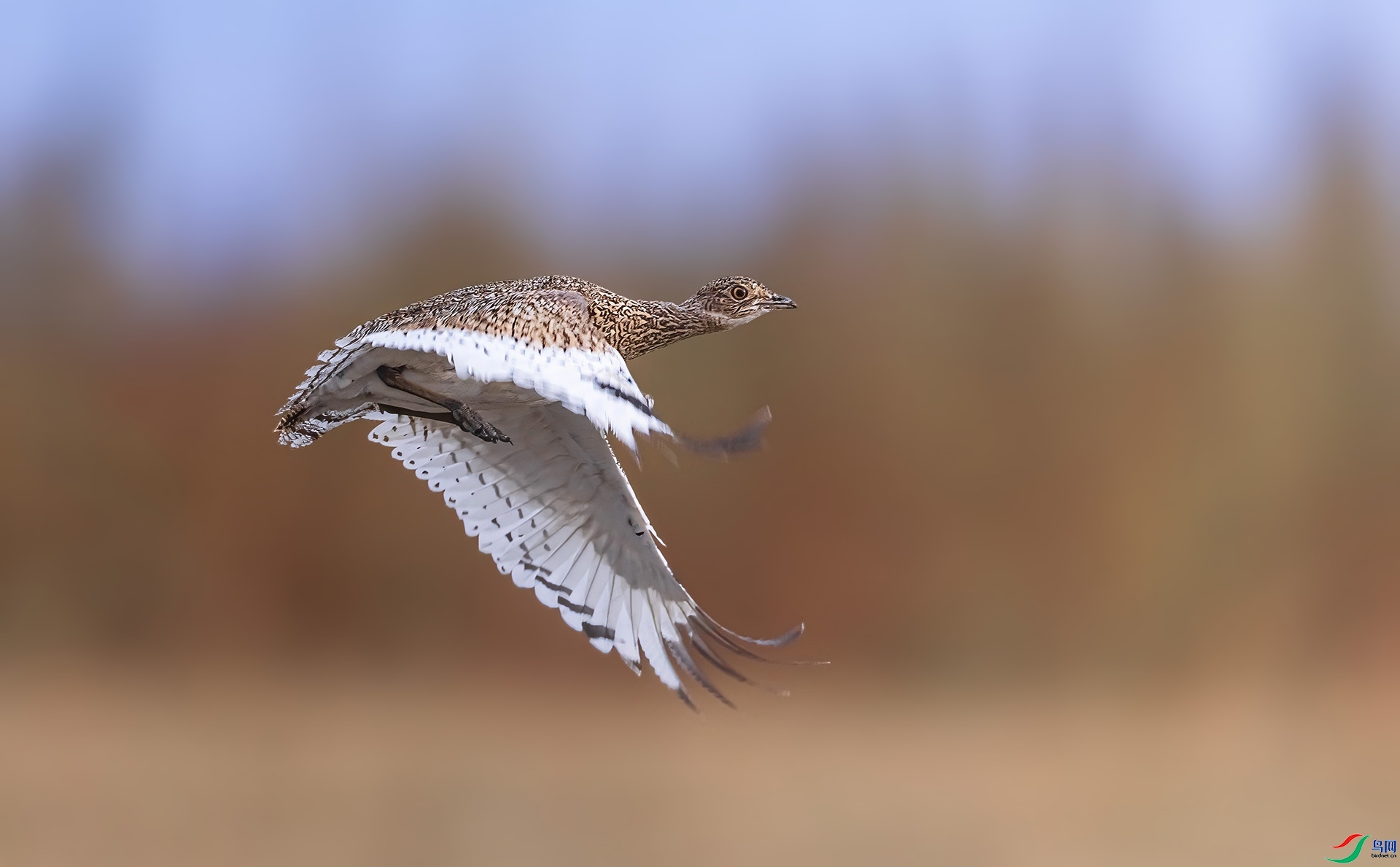 ��ԭ����-С�  ���� �ܷ� ����.jpg