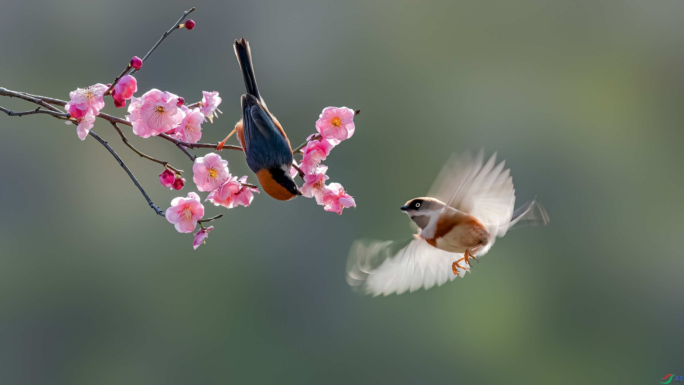 ��ͷ��βɽȸ  Hsia  ����.jpg