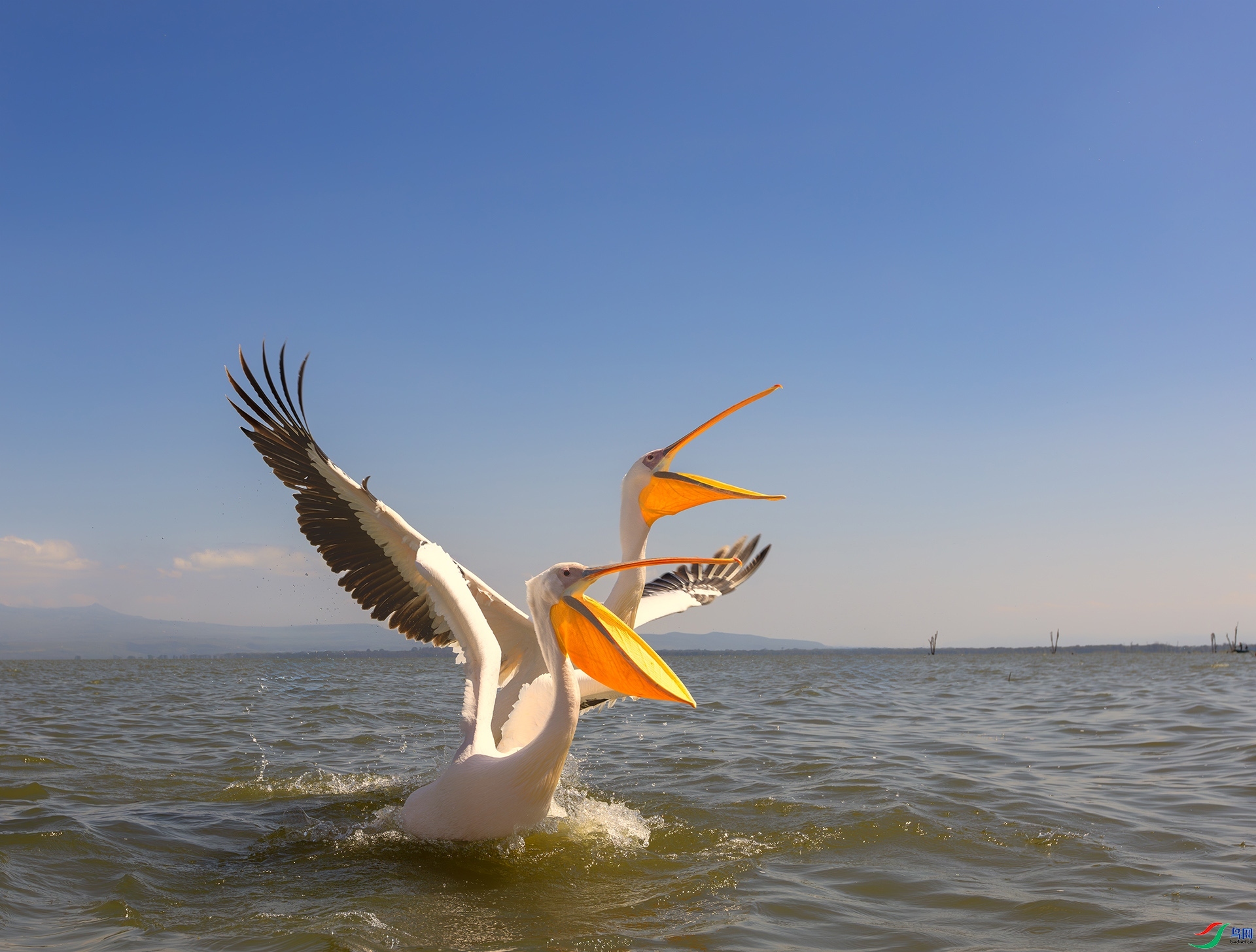 ����˫��  ����   ����.jpeg