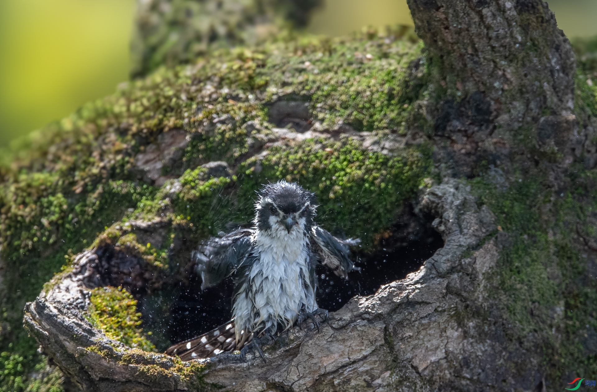 DSC_9995-1.jpg