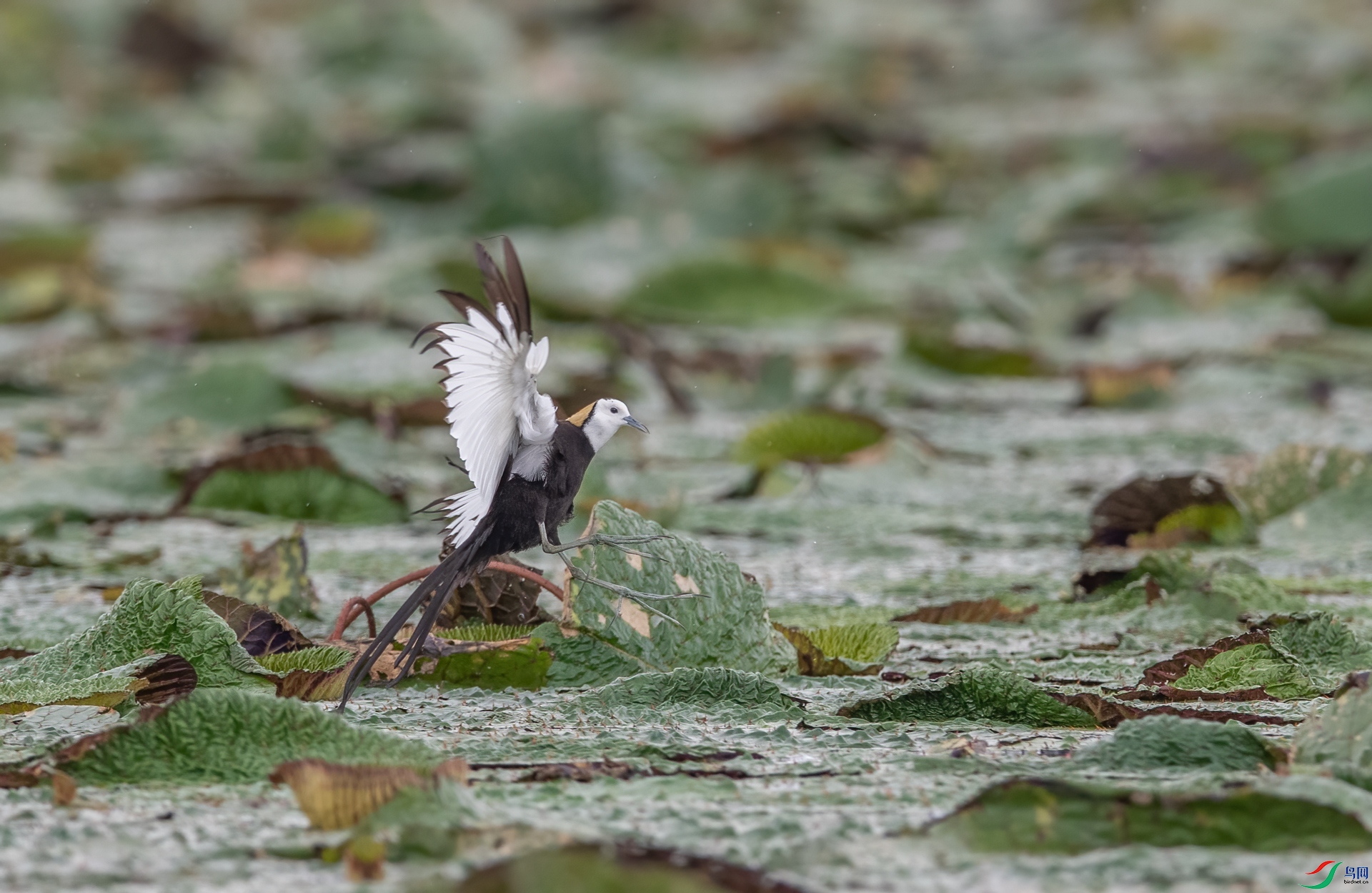 DSC_0356-1.jpg