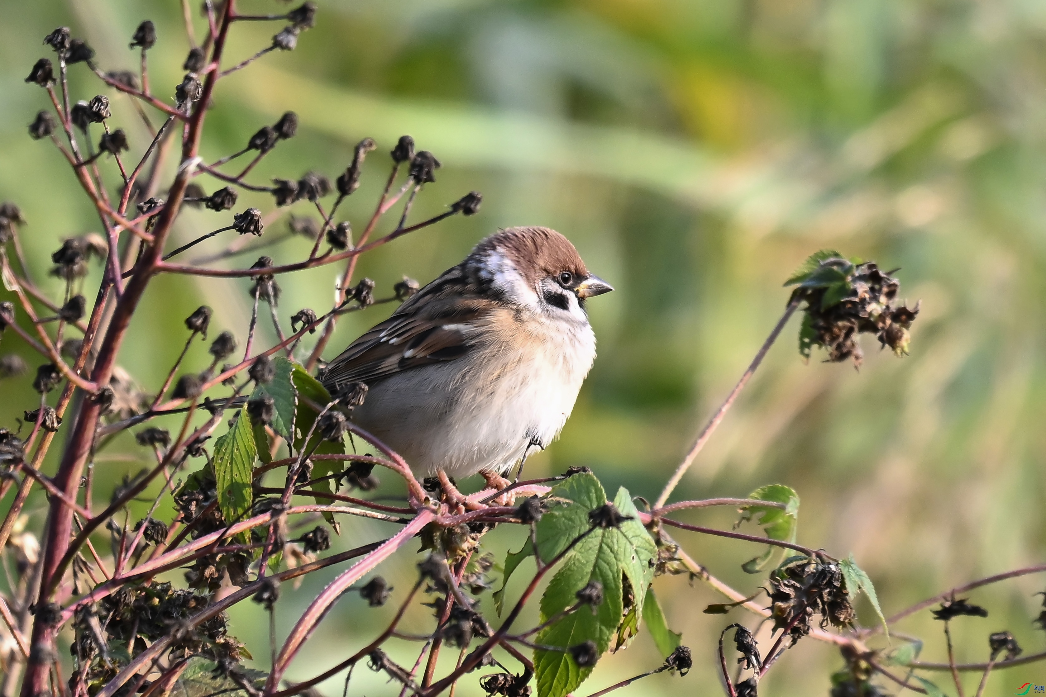 DSC_7994 ����.jpg