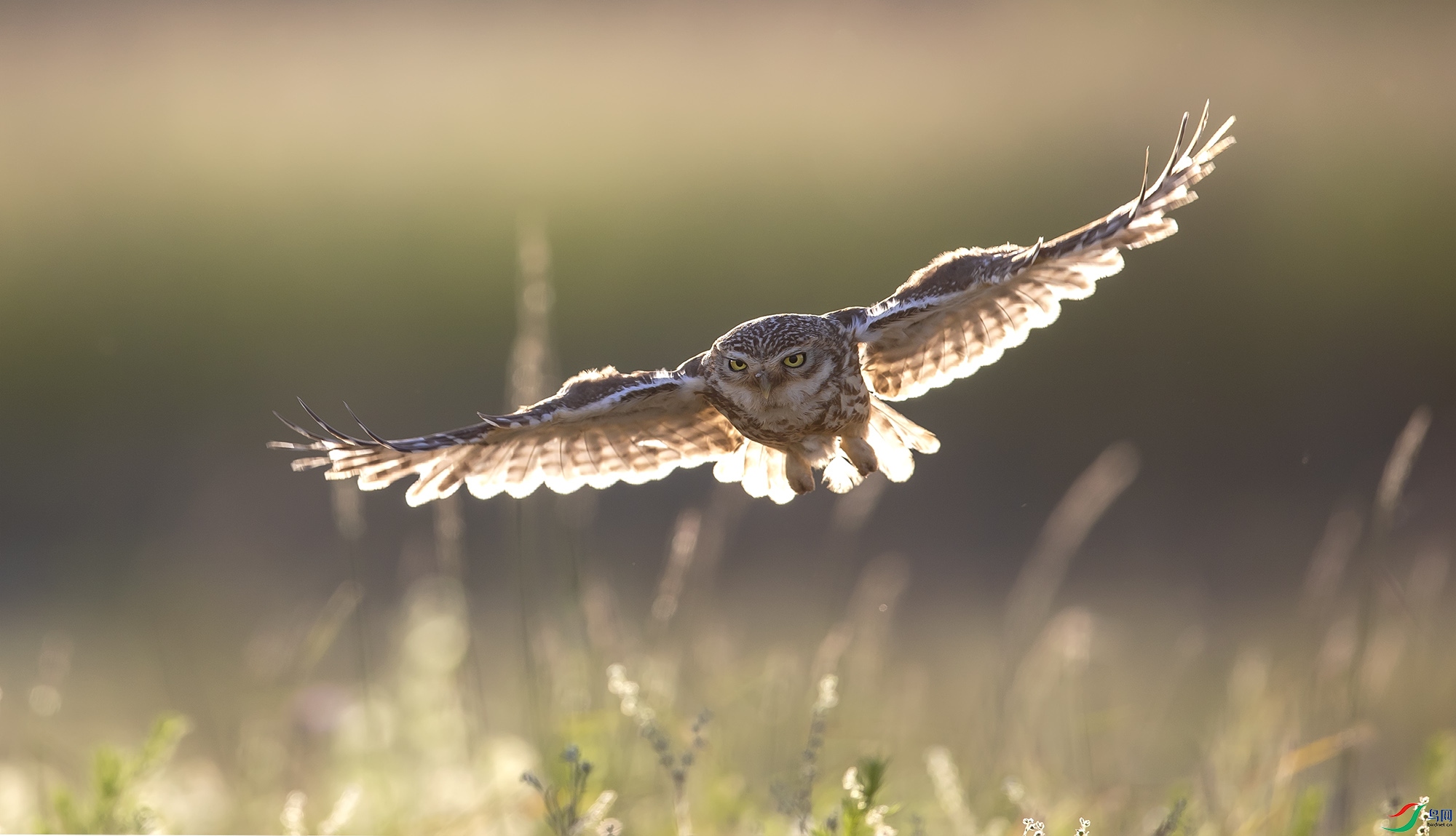 ���Ƹ�С�^