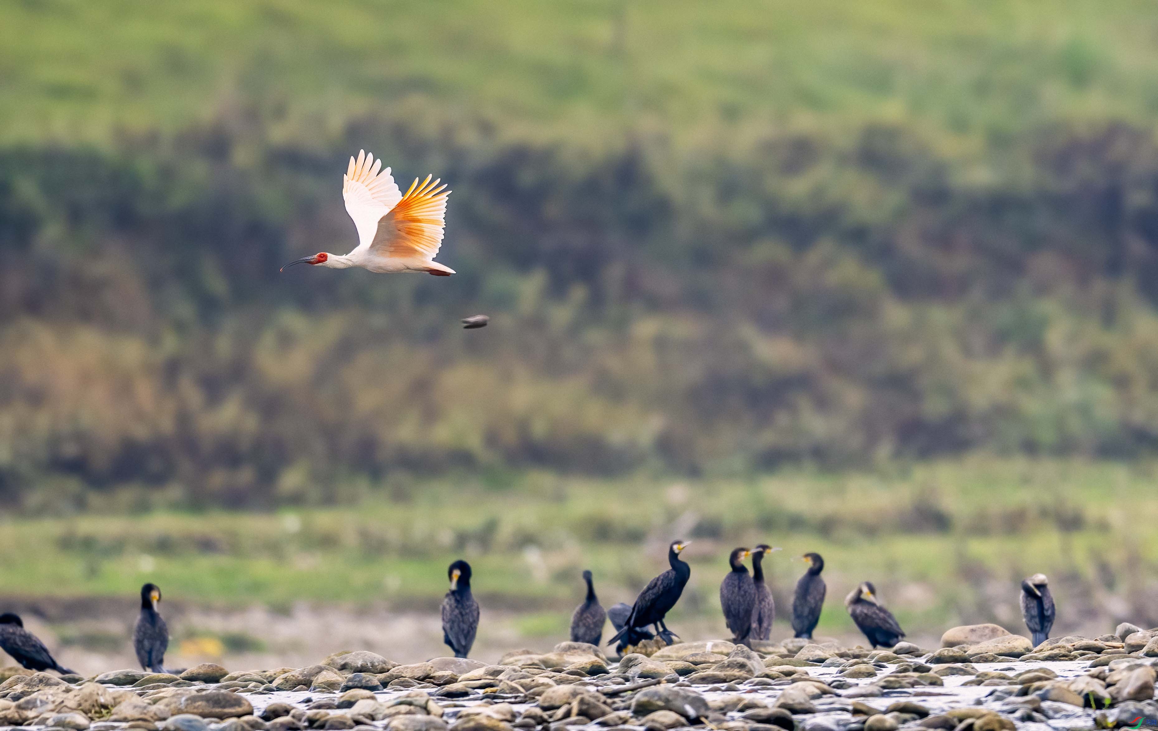 DSC_1515 ����.jpg