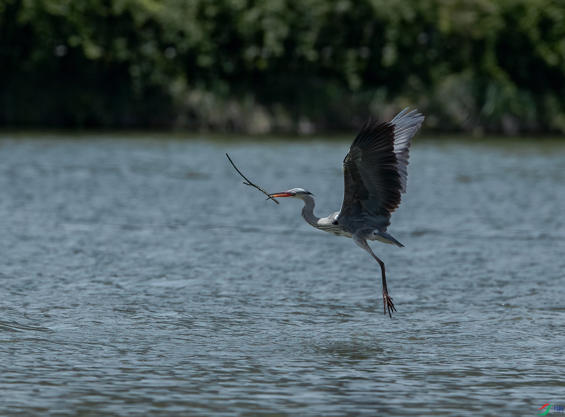 _Y2I5977-DeNoiseAI-clear (1)1ab.jpg