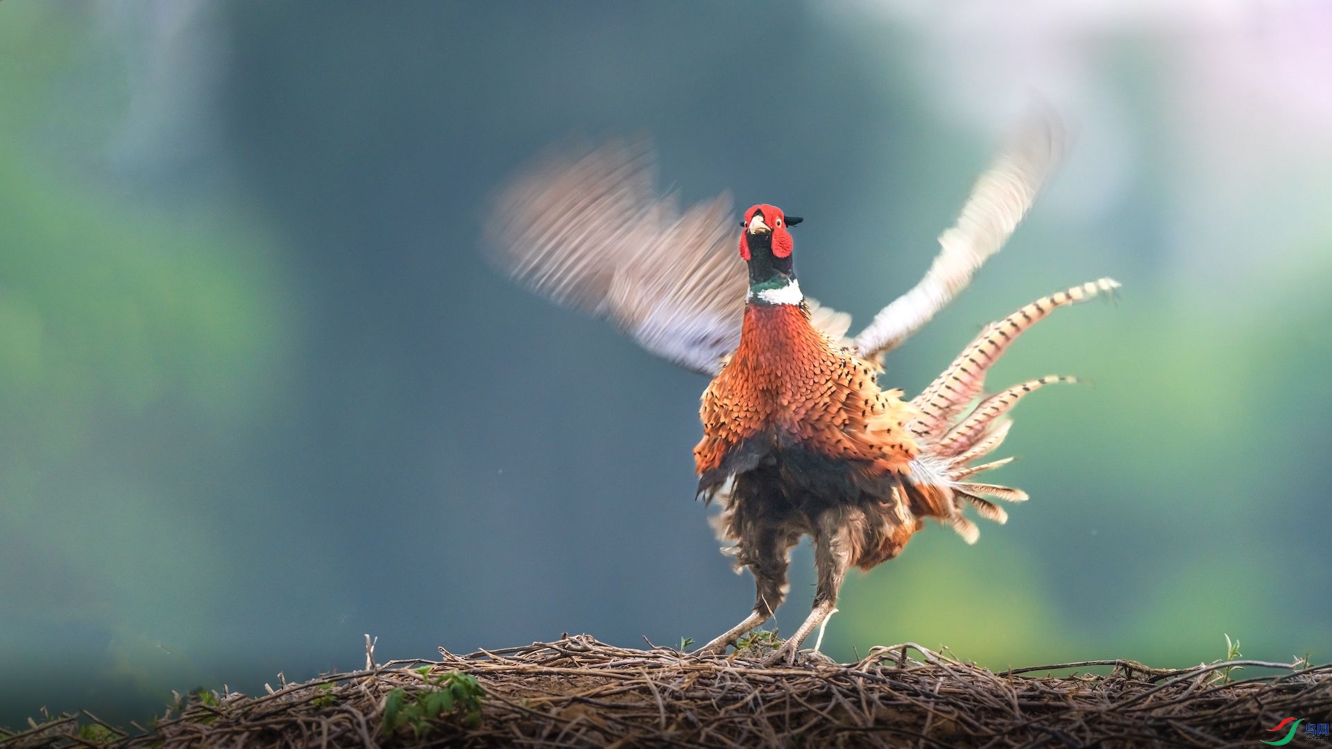 1XXI_1954 ����.jpeg