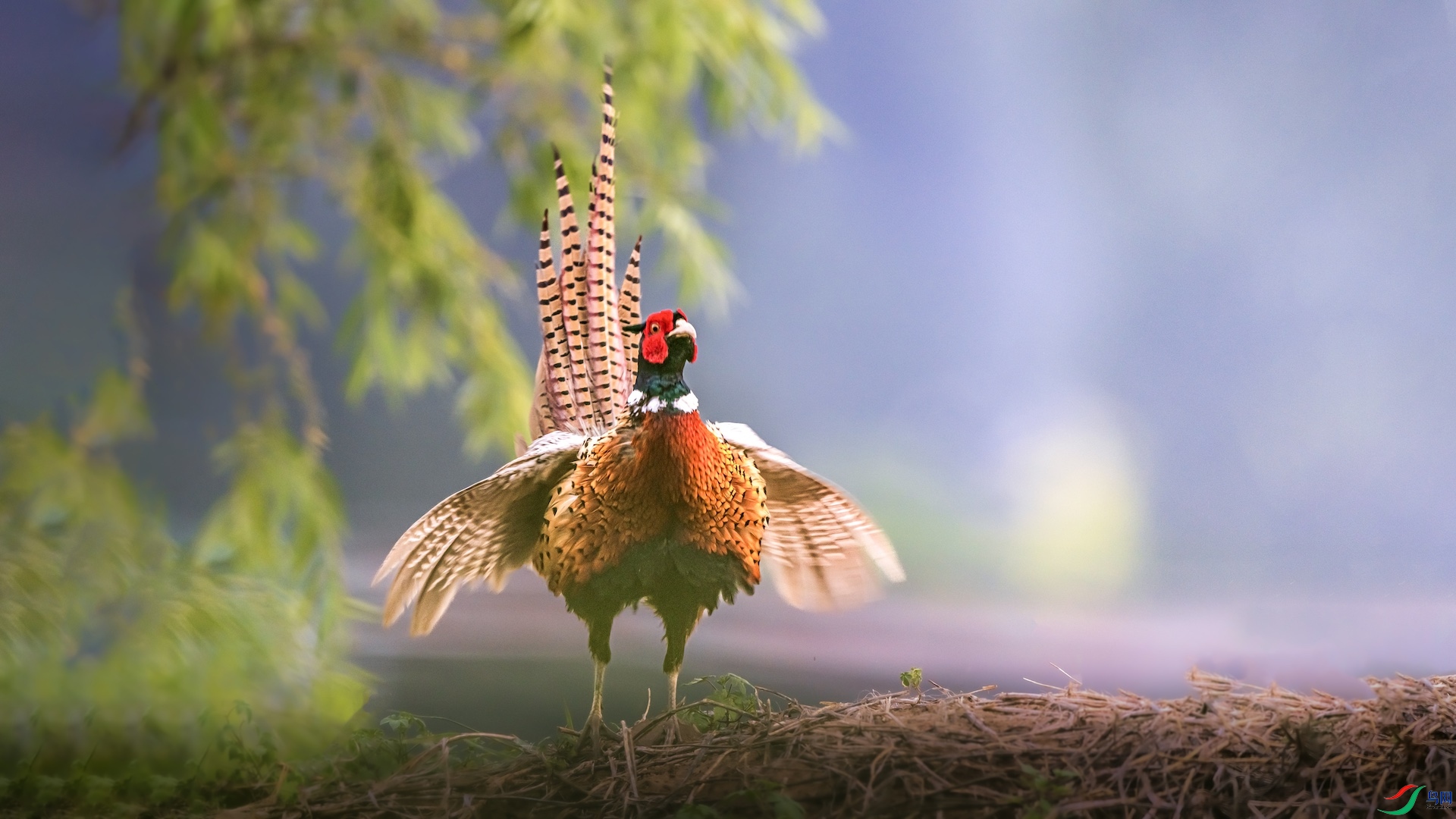 1XXI_2010 ����.jpeg