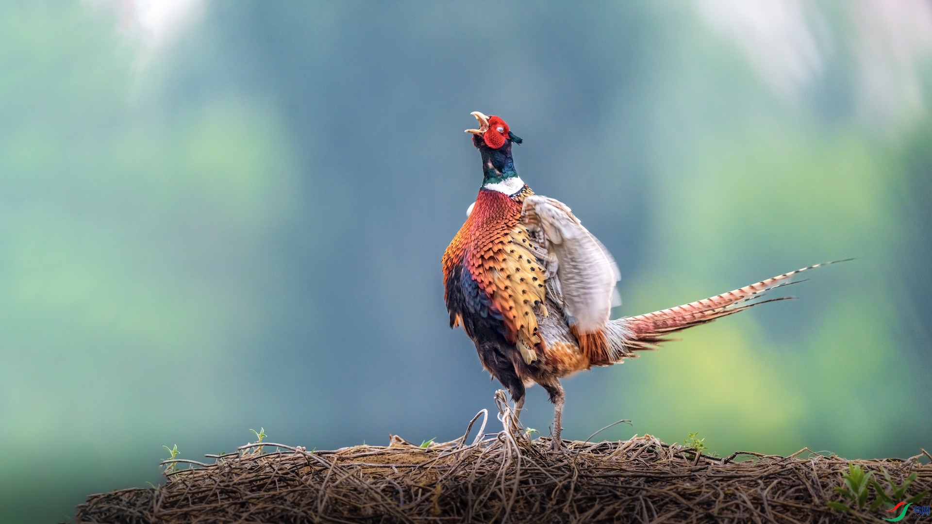 1XXI_2125 ����.jpeg