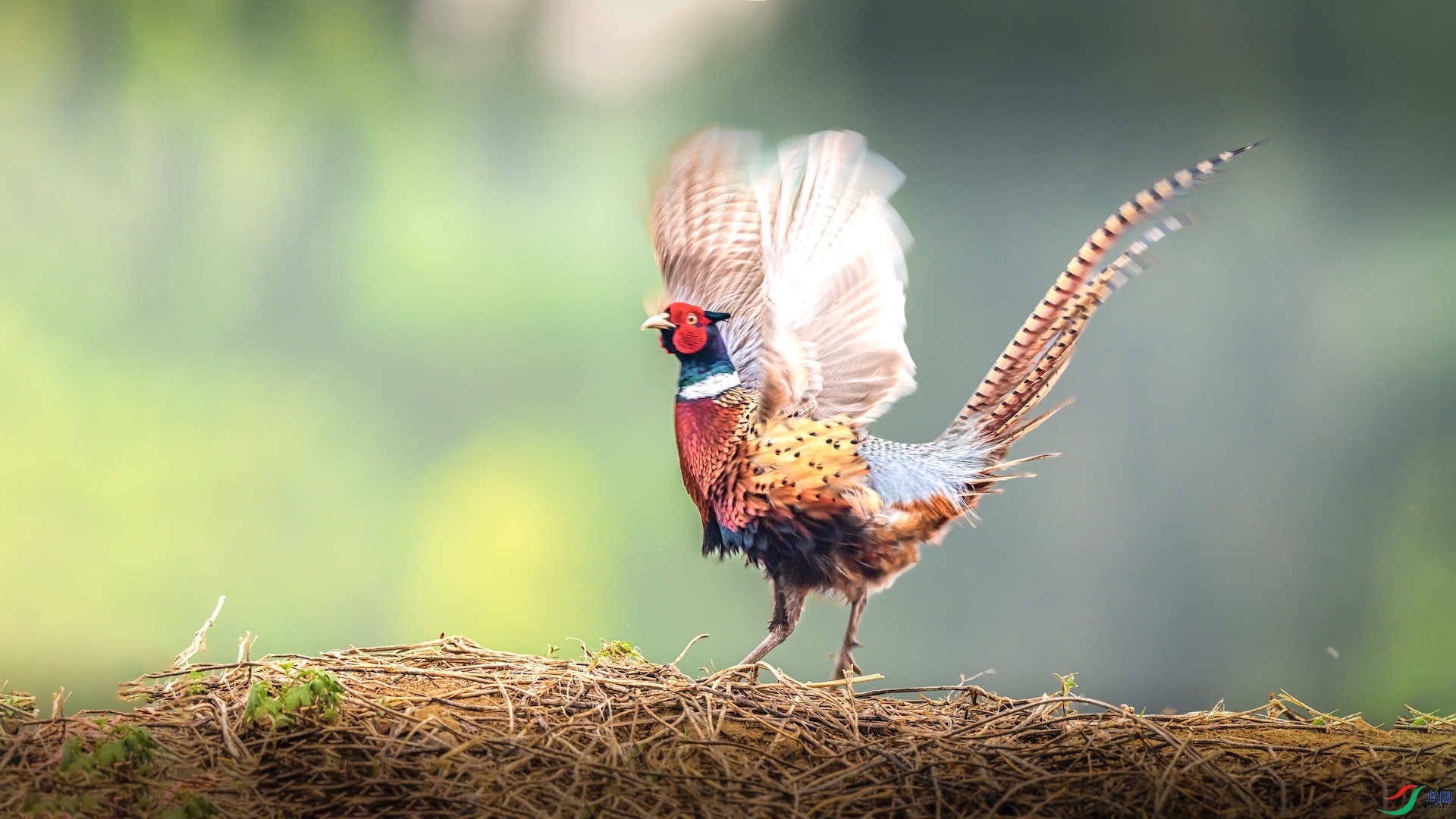 1XXI_2293 ����.jpeg