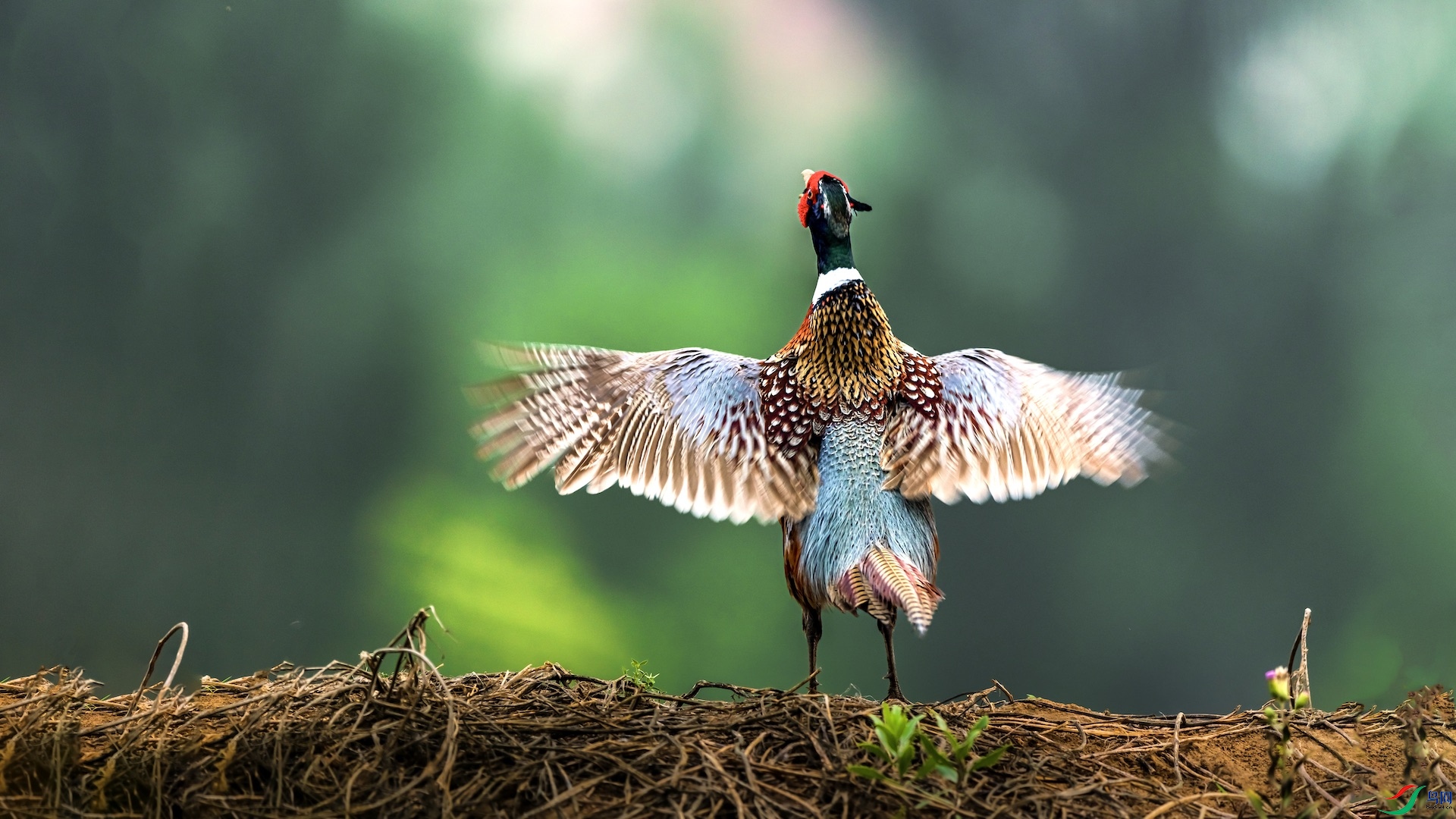 11XXI_2624 ����.jpeg