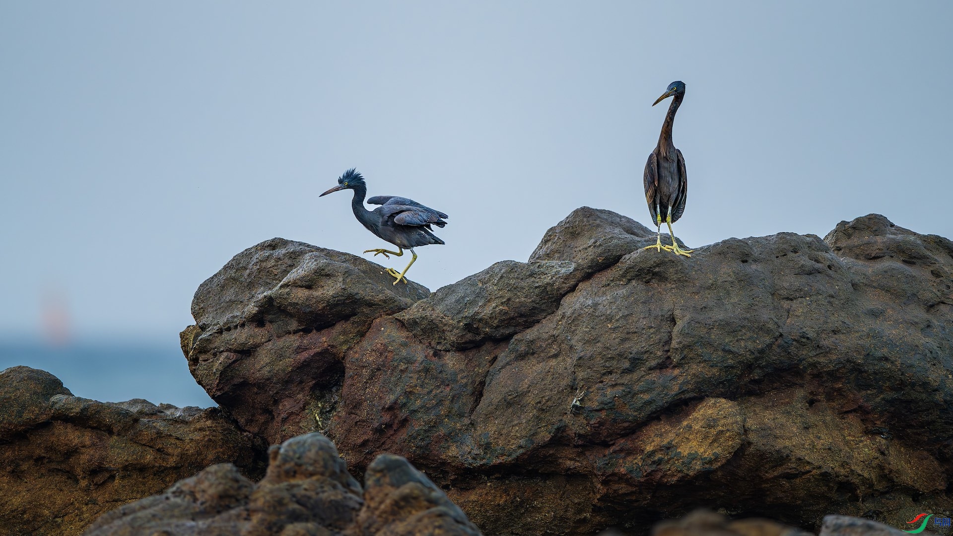 _XXL5195-����ǿ-NR ����.jpeg