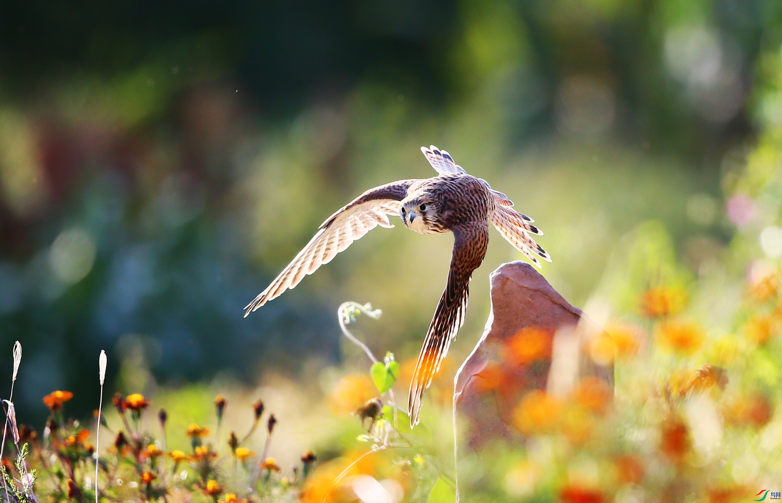 ����  (37).JPG