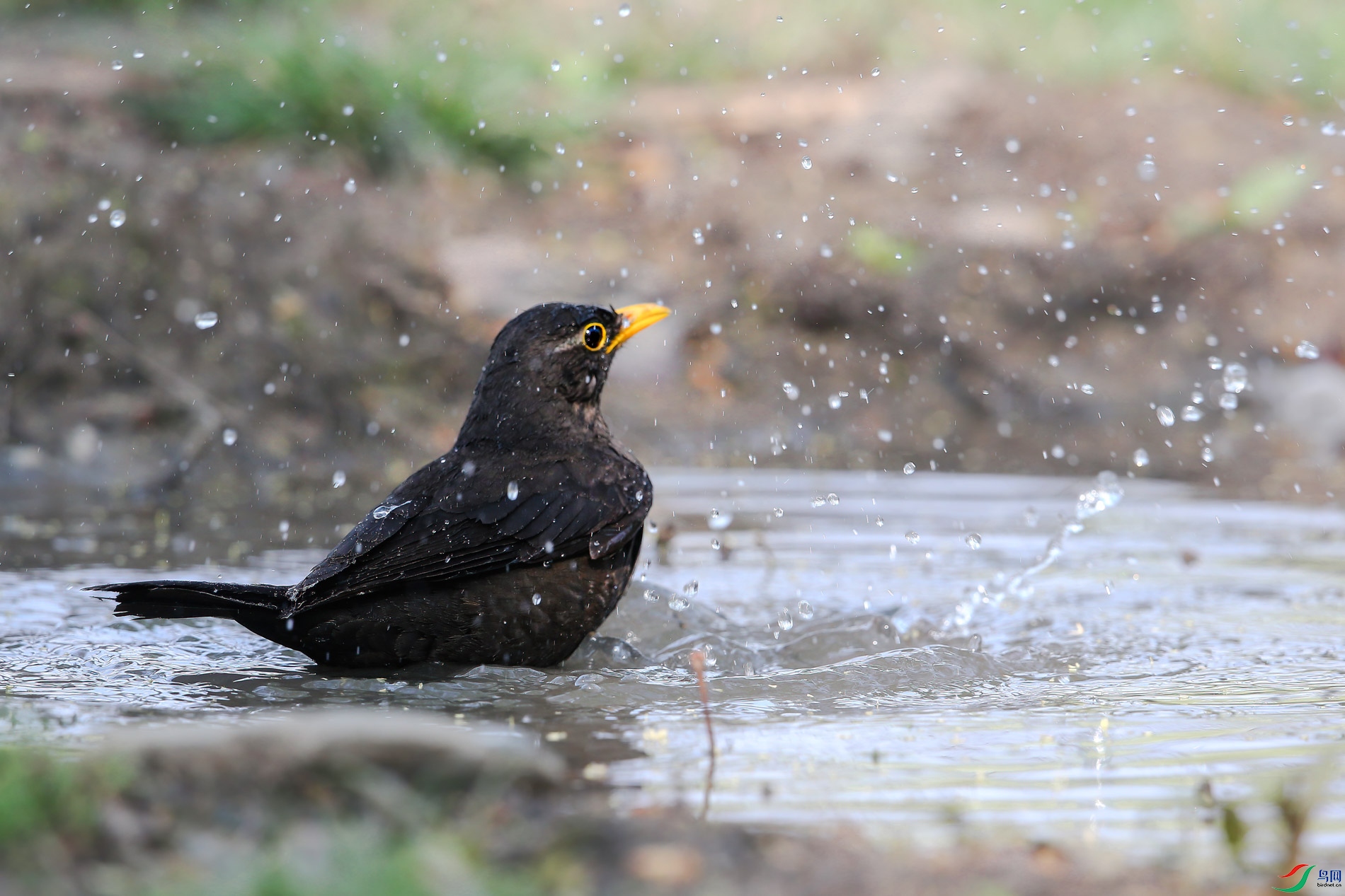 AQ4P7947-1.jpg