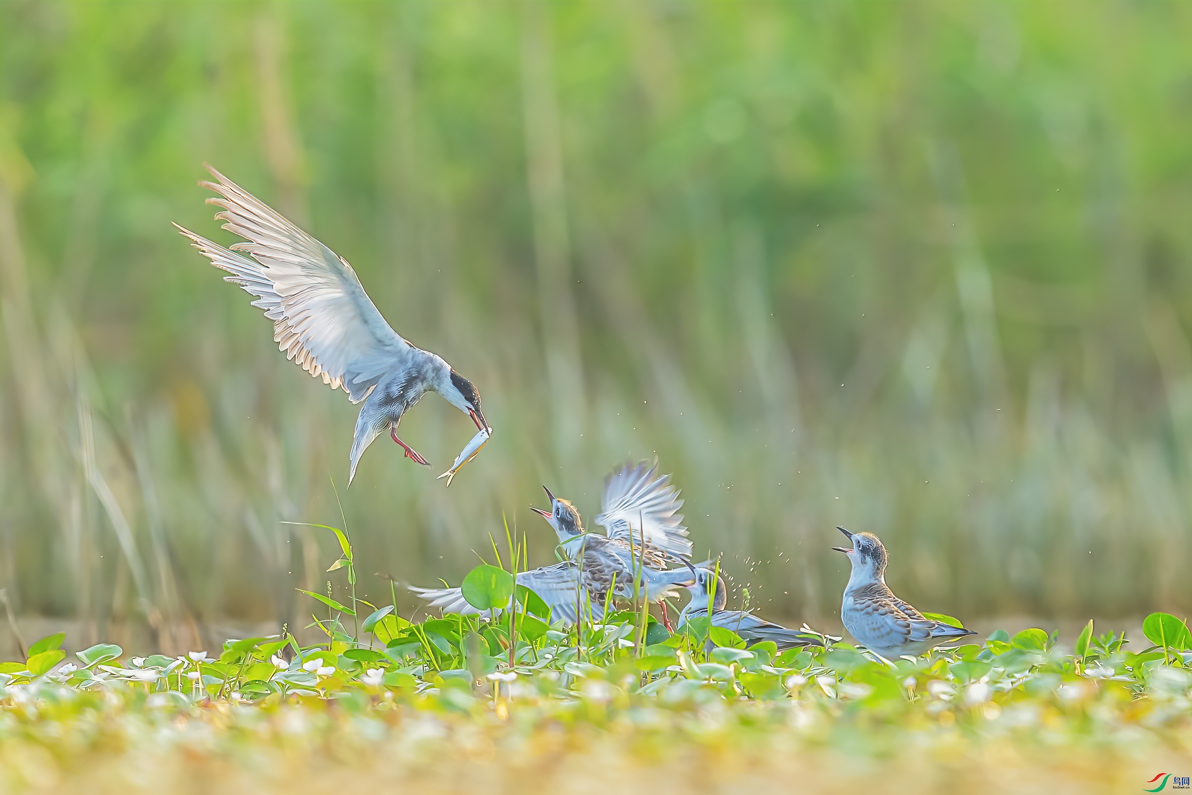 C09R3109 ��������.jpg